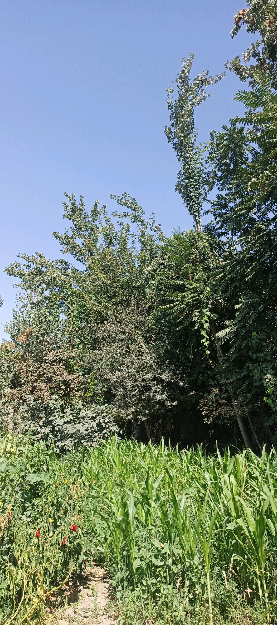 The image depicts a sunny outdoor scene in Gulistan, Tajikistan, with a clear blue sky overhead. In the foreground, rows of vibrant green corn stalks dominate the view, interspersed with smaller green plants and a patch of red and yellow chili peppers on vines. Behind the crops, a dense line of trees forms a lush green backdrop. The trees vary in size and foliage density, with some appearing taller and more slender, reaching towards the sky, while others are broader and more spread out. The overall impression is one of a cultivated area, likely a garden or a small farm, with a natural tree line bordering it, all under a bright, cloudless sky. There are no people or animals visible in the image.