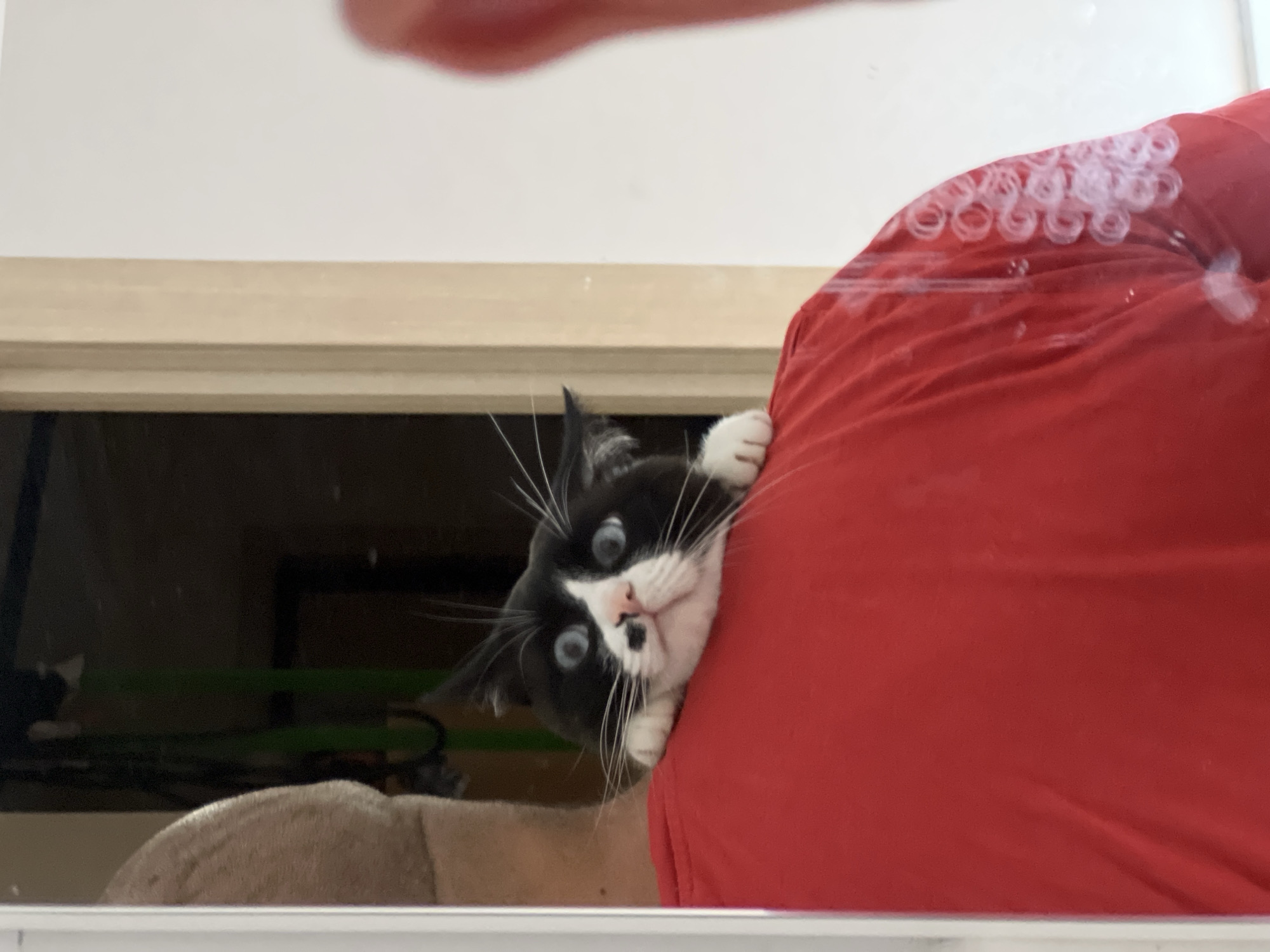 A black and white cat with blue eyes is perched on the shoulder of a person wearing a red shirt. The cat is looking directly at the camera with its paws resting on the person's shoulder. The background is out of focus, but appears to be an indoor setting with a doorway and a light-colored wall. The image is taken from a slightly low angle, looking up at the cat. The overall impression is one of curiosity and surprise from the cat. There is no information provided about the location in the city of Noviy, Russia.