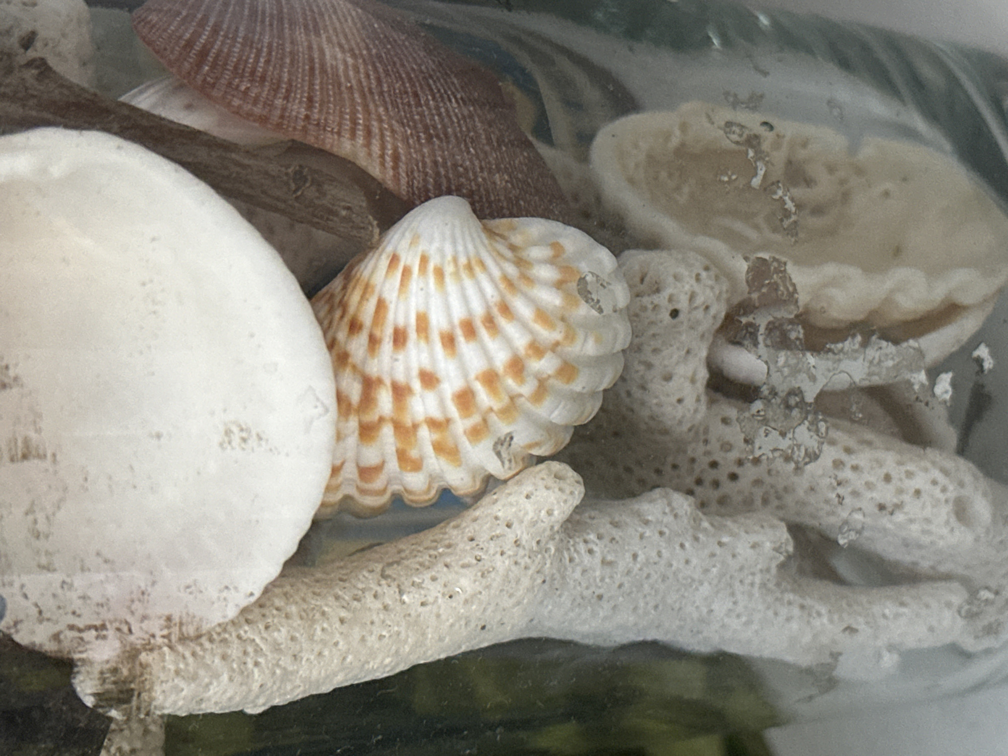 The image shows a close-up view of various seashells and coral fragments inside a glass container. The objects are predominantly white and beige, with some orange markings on one of the shells. The background is out of focus, appearing as a blend of green and grey. There is no indication of Nevinnomyssk, Russia, or any specific location within a city. The image is a still-life composition of marine elements.