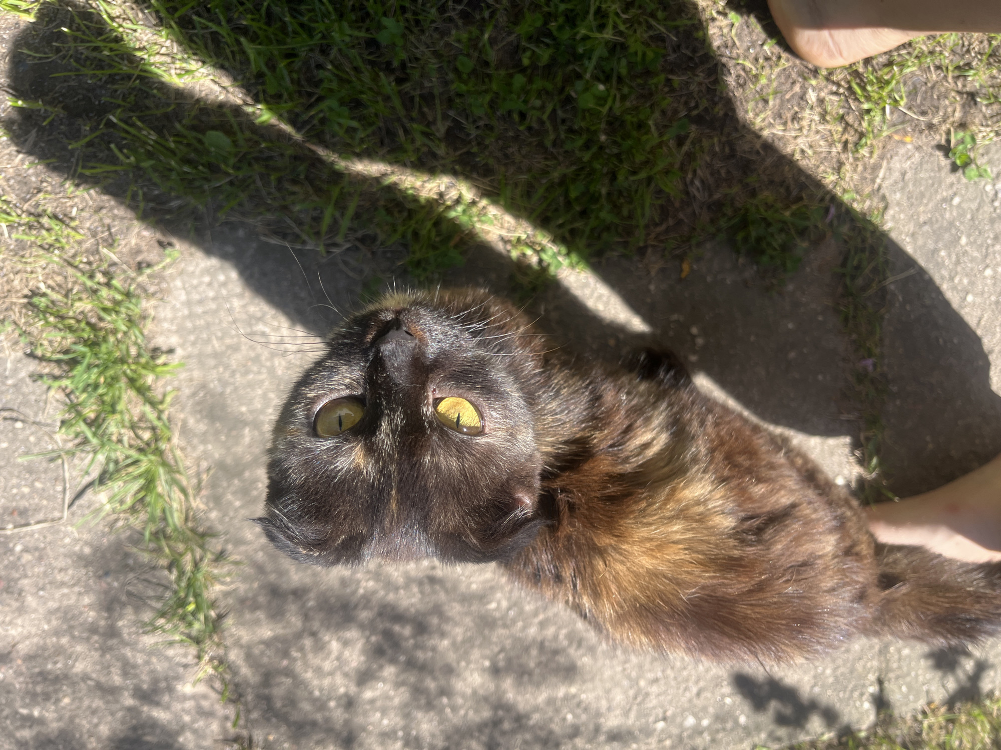 A tortoiseshell cat with yellow eyes is looking up from a concrete surface, partially covered by grass. The cat's fur has patches of black, brown, and orange. A shadow, possibly from a person, falls across the cat and the surrounding ground. The environment appears to be outdoors, with sunlight casting distinct shadows. The toes of a human foot are visible in the lower right corner of the frame.
