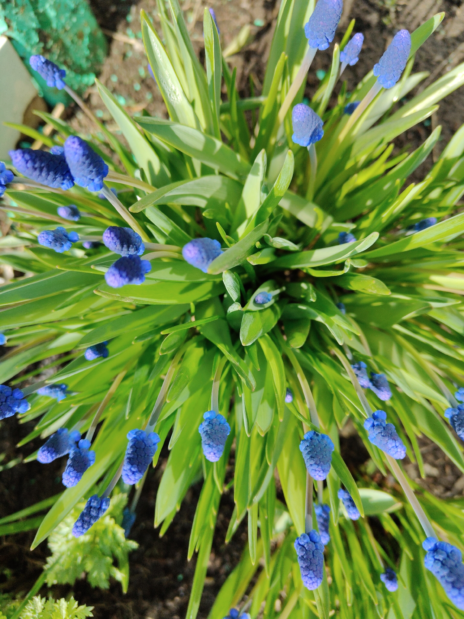 The image shows a top-down view of a cluster of Grape Hyacinth flowers (Muscari armeniacum) growing outdoors. The plants have bright green, blade-like leaves and numerous small, densely packed, blue, urn-shaped flowers on thin stems. The flowers are in various stages of bloom, with some still tightly budded. The soil around the plants is visible, with some other unidentified green plants near the bottom left of the frame. The setting appears to be a garden or cultivated area. The location details are not present in the image.