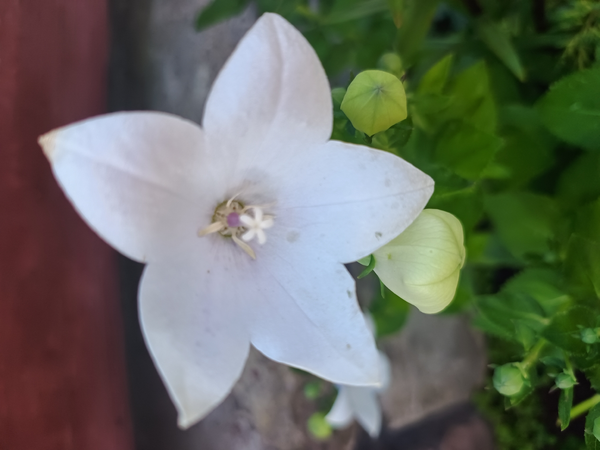 A close-up shot captures a delicate white bellflower, its petals slightly curled and showing subtle pink stamen in the center. Below the bloom, a light green flower bud remains closed. The background is a blurry mix of a reddish-brown textured surface and vibrant green foliage, hinting at an outdoor setting. Several other green buds are visible scattered amongst the leaves, suggesting more flowers are yet to open. The overall impression is one of natural beauty and burgeoning life. The image does not provide any specific information about its location in Nova Mohylnytsia, Ukraine.