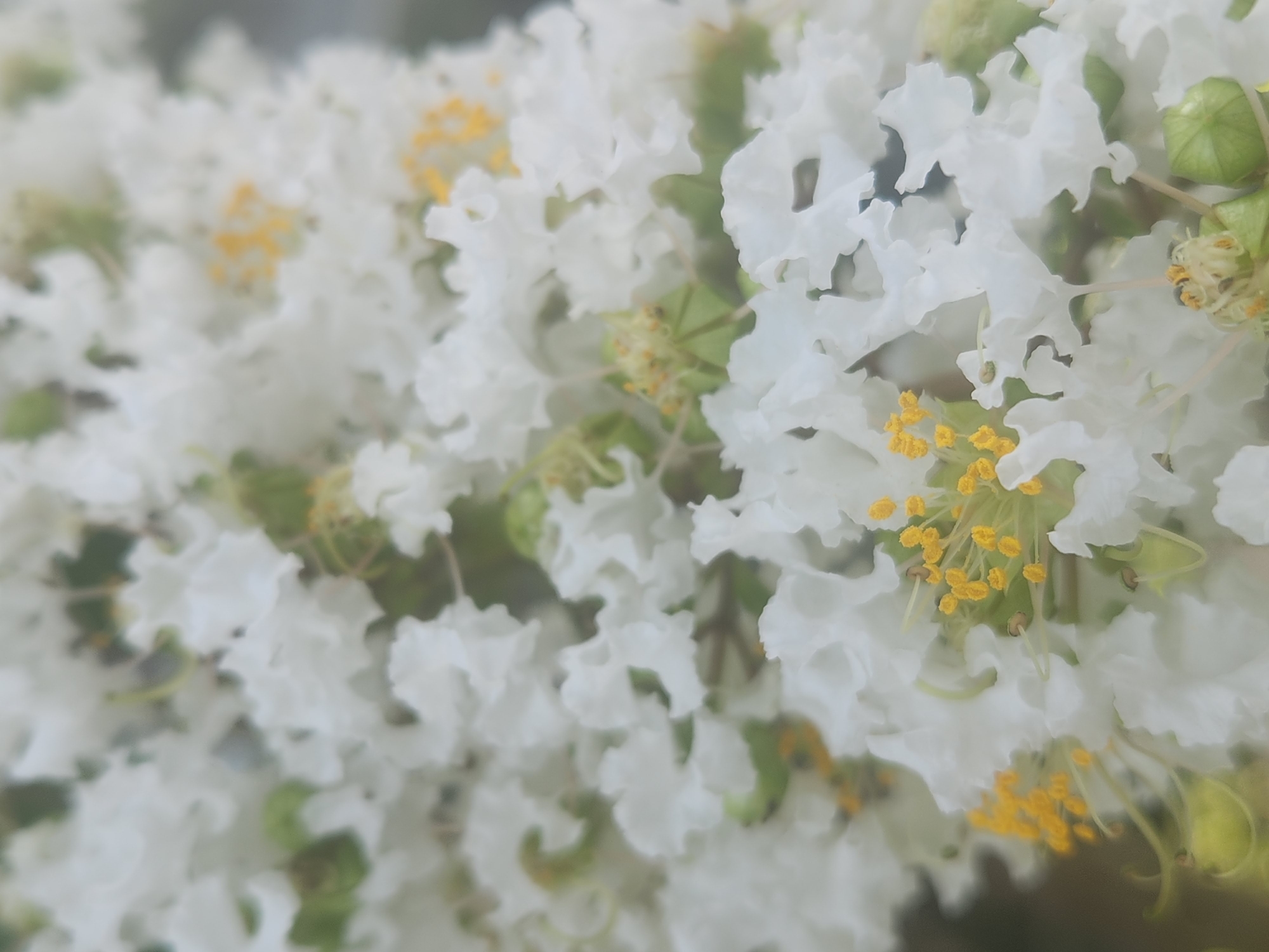 A close-up, macro photograph showcases a cluster of delicate white crepe myrtle flowers. The petals are ruffled and have a slightly translucent quality, allowing glimpses of the green sepals and fuzzy yellow stamens within. Some unopened flower buds, a vibrant green, are also visible, adding a contrasting color to the otherwise monochromatic floral display. The background is softly blurred, creating a dreamy effect and drawing the viewer's attention to the intricate details of the blossoms. The image appears to have been taken outdoors, likely in a garden or natural setting within Altamonte Springs, Florida, United States of America, as crepe myrtles are a common ornamental tree in the region. No people or specific actions are depicted.