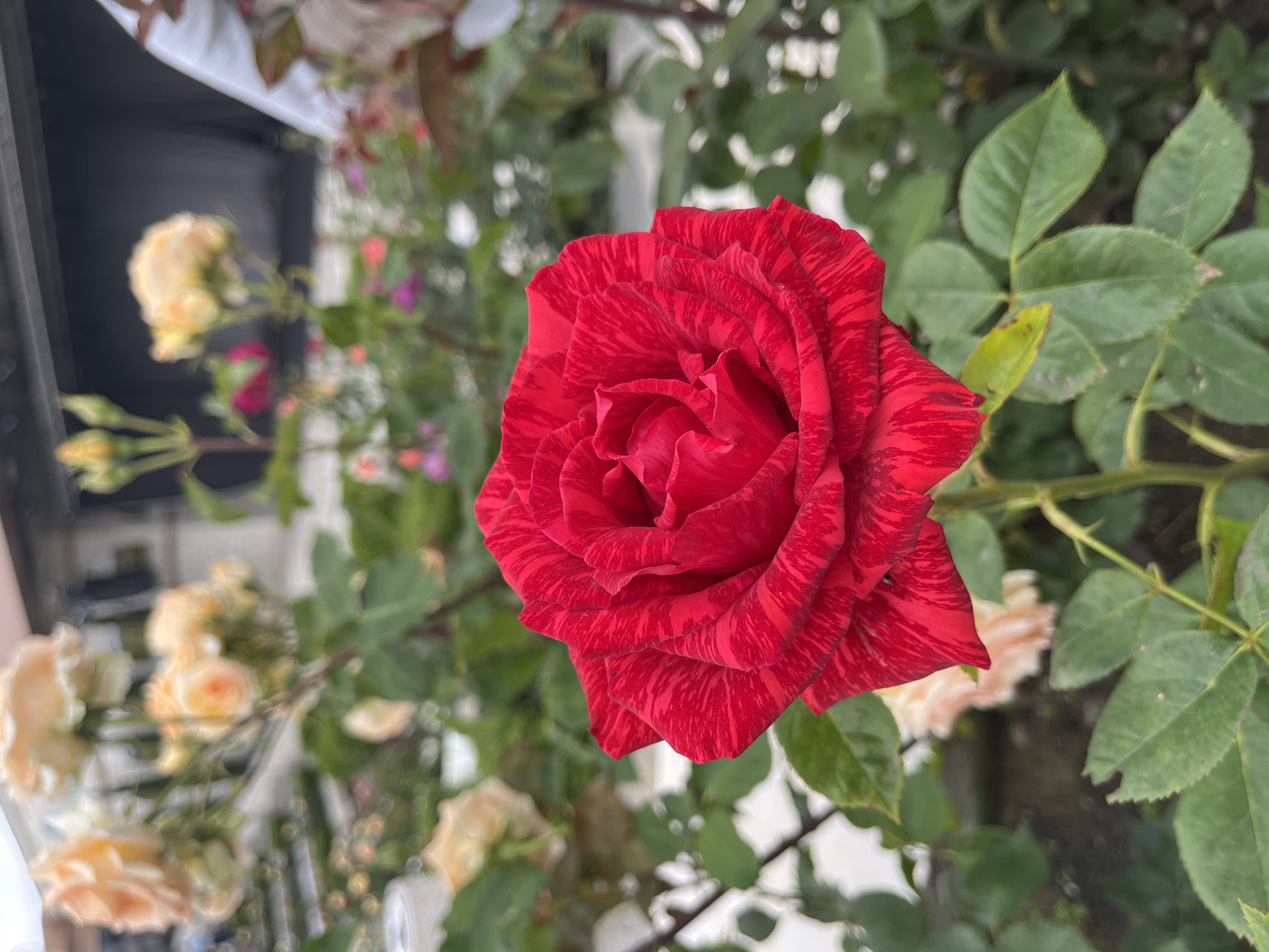 A close-up, slightly low-angle shot features a vibrant red rose with striking tiger-stripe markings on its petals. The rose is in sharp focus, dominating the foreground with its intricate petal arrangement and rich color. The stem is a deep green, and several green leaves are visible, some of which appear slightly damaged or aged. In the blurred background, a garden setting is evident, with out-of-focus yellow and peachy roses on bushes. The overall environment suggests an outdoor setting, possibly a garden or park. The location is identified as Skobelevo, Bulgaria. No people or animals are present in the image.