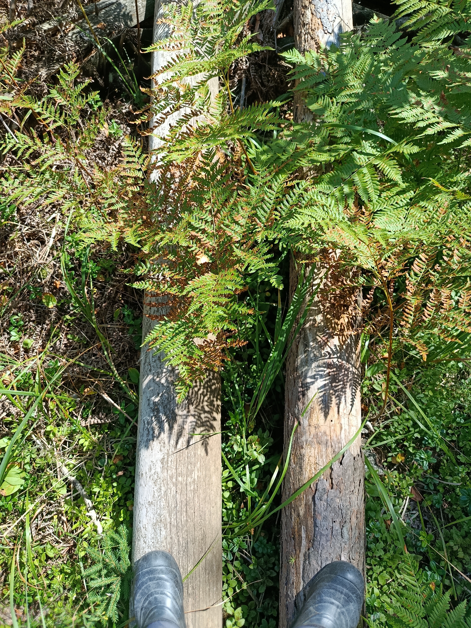 In Borduki, Russia, a first-person perspective shot captures a person standing on a path made of two logs. The logs are placed parallel to each other, forming a walkway through dense vegetation. Ferns with vibrant green fronds, interspersed with some dried, brown leaves, are prevalent on both sides of the path. Sunlight filters through the foliage, casting dappled shadows on the logs and the surrounding undergrowth, which consists of small green plants and dried leaves. The person is wearing dark-colored rubber boots, one of which is visible in the foreground of the image. The environment appears to be a natural, possibly wooded, area.