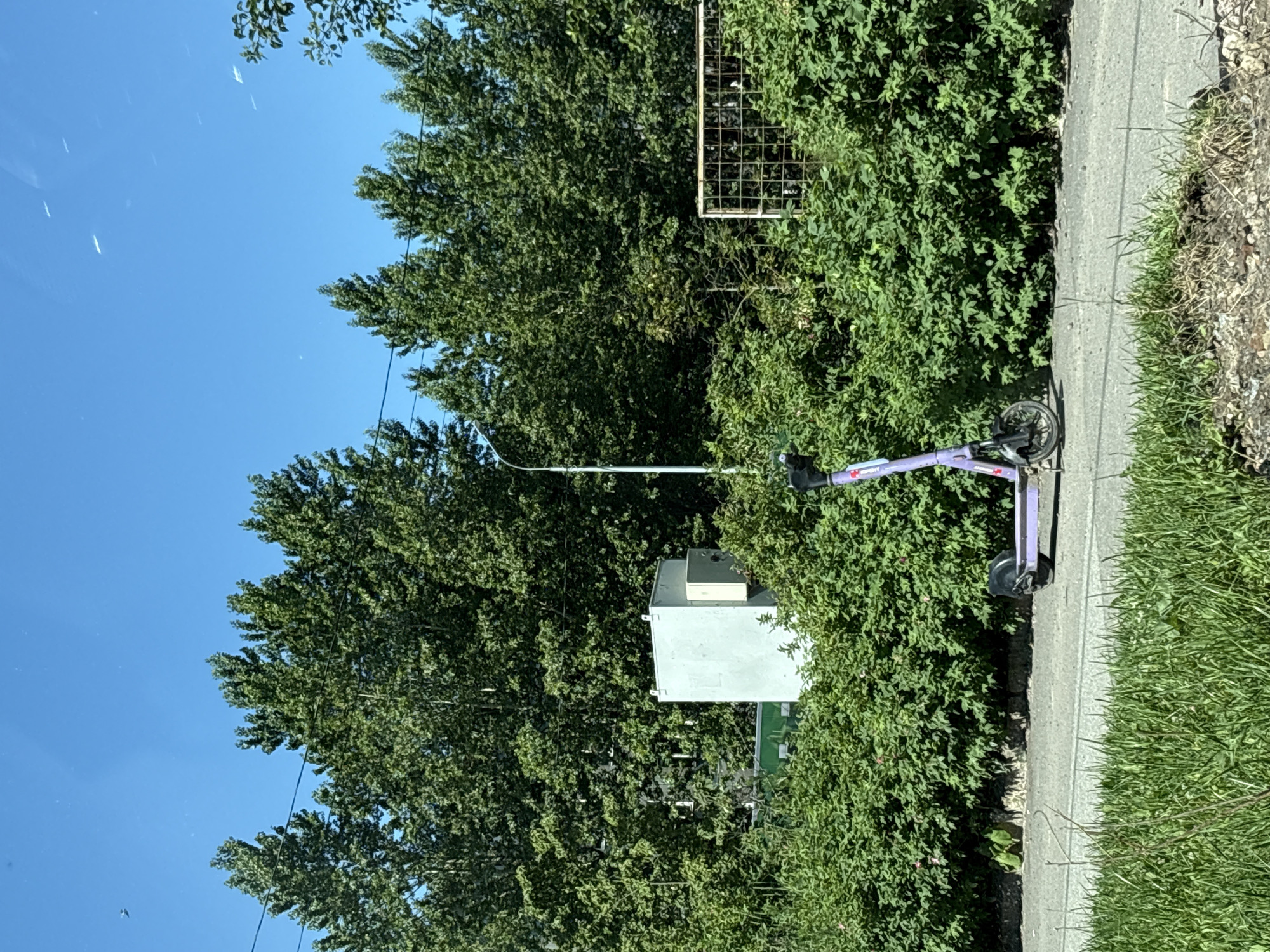 The image shows a street scene in Saint Petersburg, Russia. In the foreground, there is a paved road with a strip of grass on the left side. A purple electric scooter is parked on the side of the road. Behind the scooter, there is a dense hedge of green bushes. Further back, there is a light-colored utility box and a lamppost. In the background, a line of tall, leafy green trees stretches across the frame, under a clear blue sky. A rusty metal fence with a grid pattern is partially visible behind the bushes on the right. There are no people visible in the image.