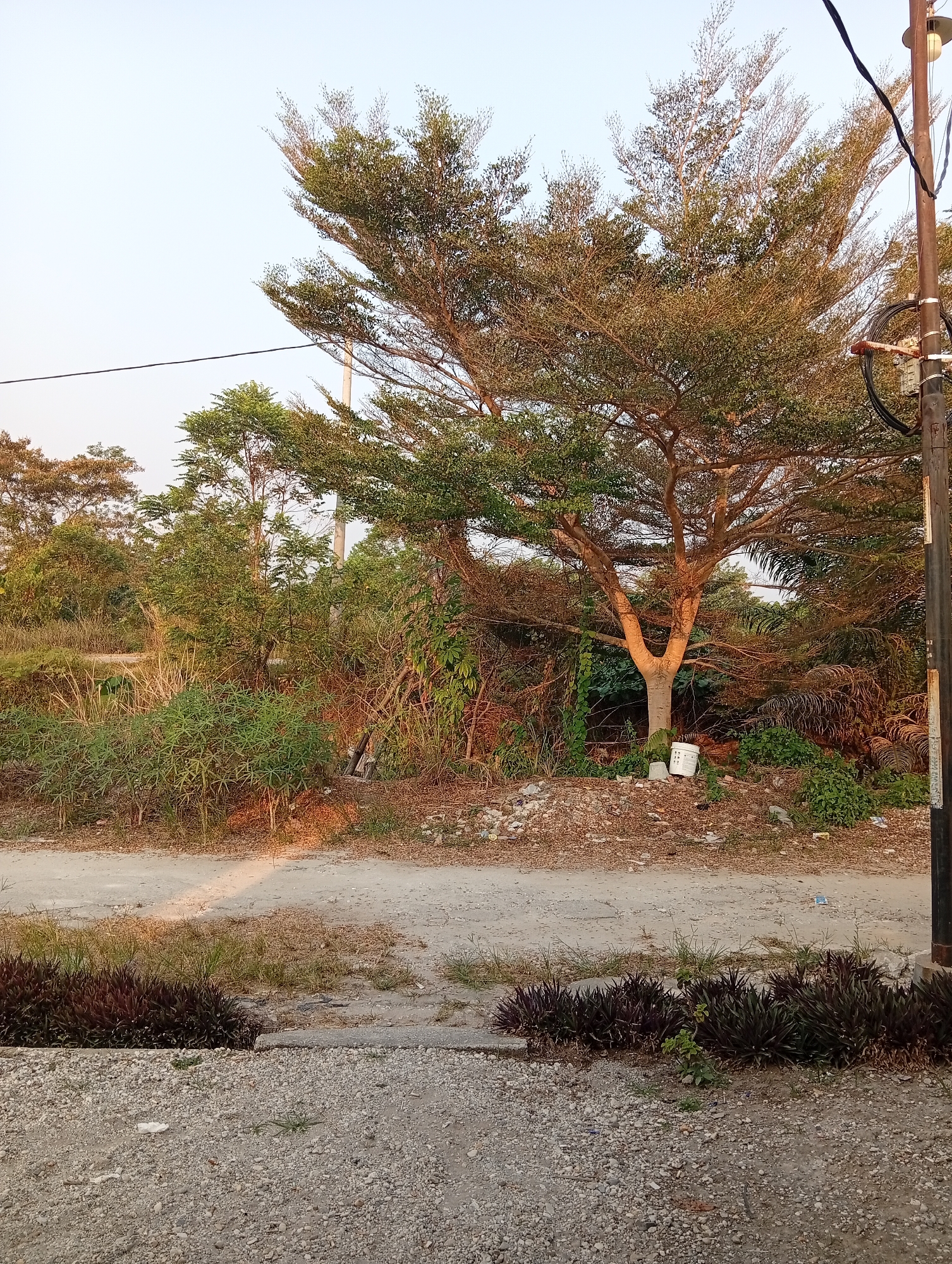The image shows an outdoor scene with a prominent tree in the center, its branches spread wide. The tree has a light-colored trunk that splits into two main limbs. The ground is covered with dry leaves, dirt, and some scattered debris, including white plastic buckets near the base of the tree. To the right, a dark utility pole stands, with wires and what appears to be a light fixture attached to it. In the background, there is dense vegetation, including smaller trees and bushes, and some dry grass. The sky is a pale, clear blue, suggesting it is daytime. In the foreground, a gravel path leads to a strip of dark purple plants. The overall environment appears to be a somewhat unkempt area, possibly on the outskirts of a town or in a less developed part of a city. The light suggests it is either early morning or late afternoon. There are no people visible in the image. The scene could be interpreted as a roadside or the edge of a property.