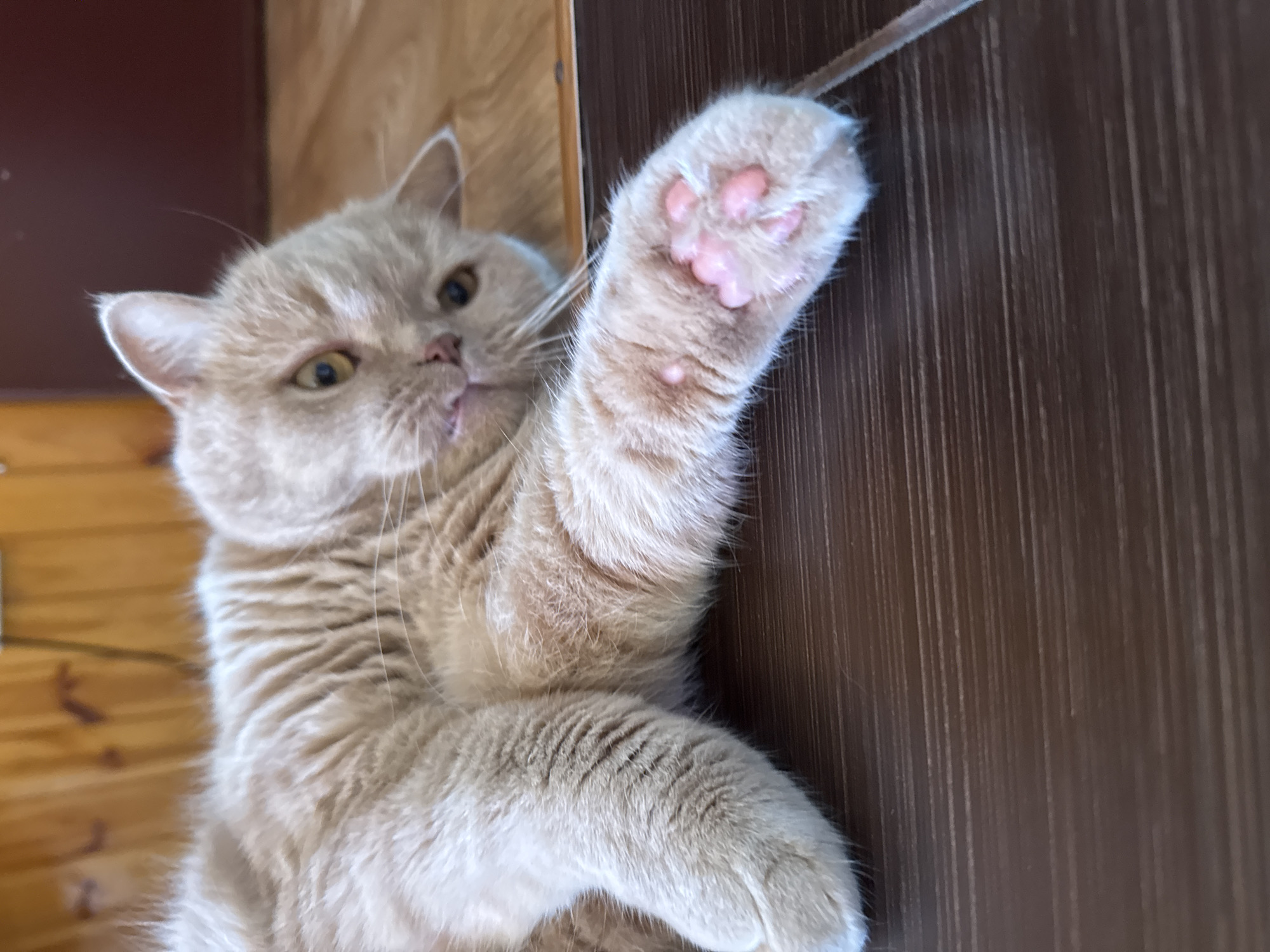 A ginger cat is lying on its side on a dark brown wooden floor. The cat is facing the camera with its head tilted to the left. Its eyes are partially closed, and its mouth is slightly open, revealing its tongue. One of its front paws is extended towards the camera, showing its pink paw pads. The background consists of a wooden wall with vertical planks. The scene appears to be indoors in a domestic setting.
