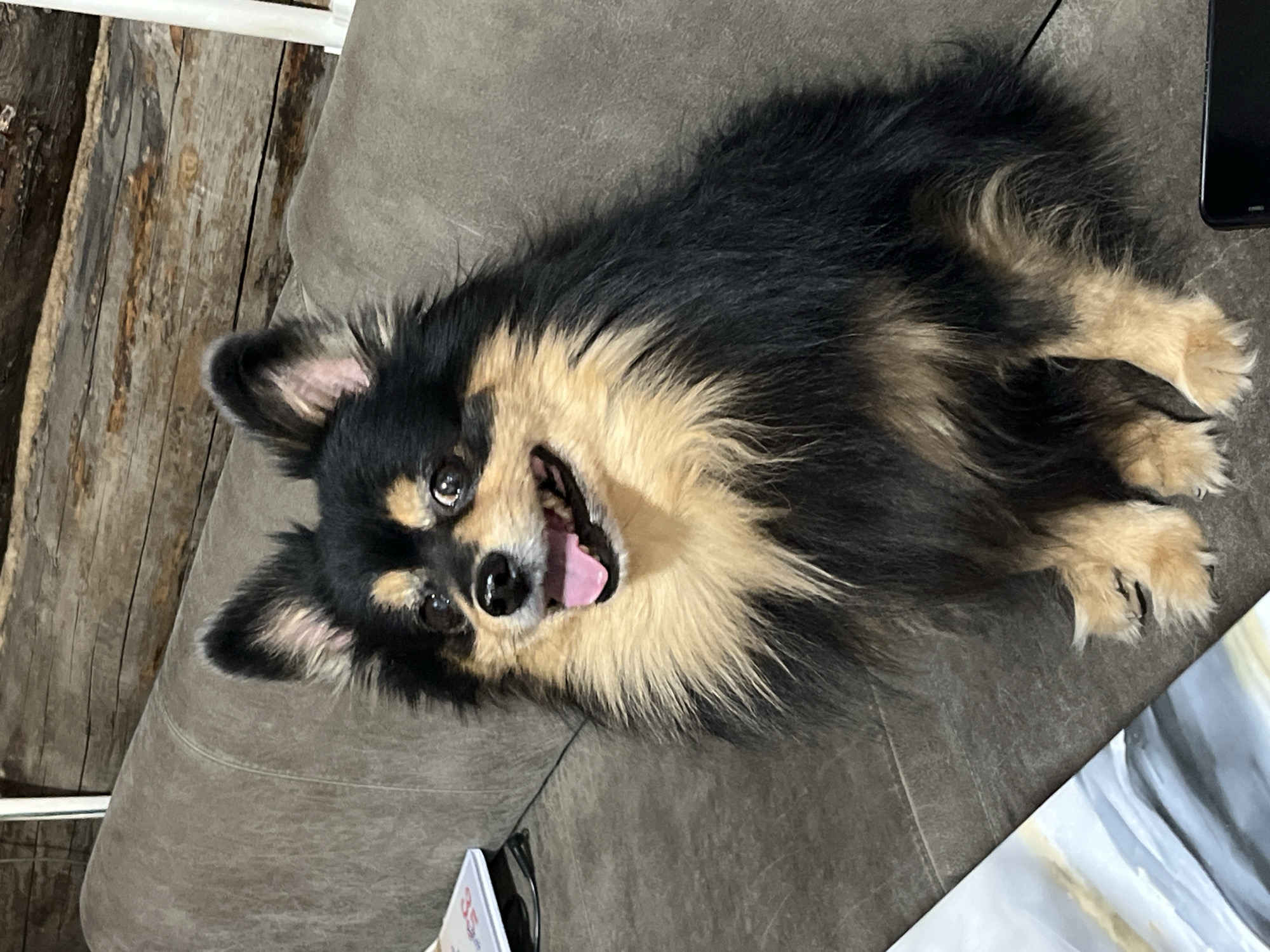 This image, taken in Izhevsk, Russia, features a small, fluffy tricolor dog, likely a Pomeranian or similar long-haired breed, lying on its side on a grey fabric couch. The dog has predominantly black fur with prominent tan markings on its face, chest, and paws. Its mouth is open wide, revealing a pink tongue, and its bright, dark eyes are fixed on the viewer, conveying a happy and playful expression.
In the background to the left, there are rustic wooden planks, possibly part of a wall or furniture. A black smartphone is partially visible in the upper right corner of the frame. In the lower left, part of a white object with the red numbers "35" printed on it is visible, suggesting a book, magazine, or tag. The lower right corner reveals a portion of an abstract design featuring white, grey, and yellow tones. The scene depicts a comfortable indoor home environment.