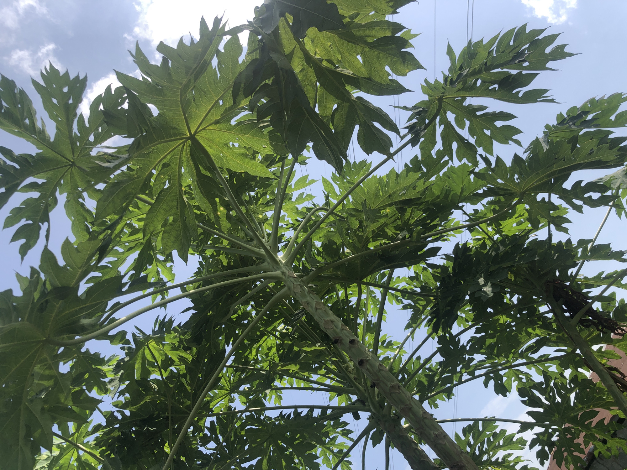 The image presents a low-angle view looking up through the canopy of a papaya tree against a bright blue sky with scattered white clouds. The sturdy, pale green trunk of the papaya tree, marked with leaf scars, extends diagonally from the lower center towards the upper right. Numerous large, deeply lobed, palmate leaves, displaying various shades of green, fan out from the trunk and its branches, partially obscuring the sky. Sunlight filters through the translucent leaves, highlighting their prominent venation. Thin, dark power lines or cables are visible against the sky in the upper portions of the image, peeking through the foliage. On the far right edge, a reddish-brown structure, possibly a building, is partially visible behind the leaves. The clear, bright lighting indicates it is daytime, likely late morning or early afternoon, under sunny and partly cloudy conditions in Ado, Nigeria. No activity is taking place, and there is no visible text.