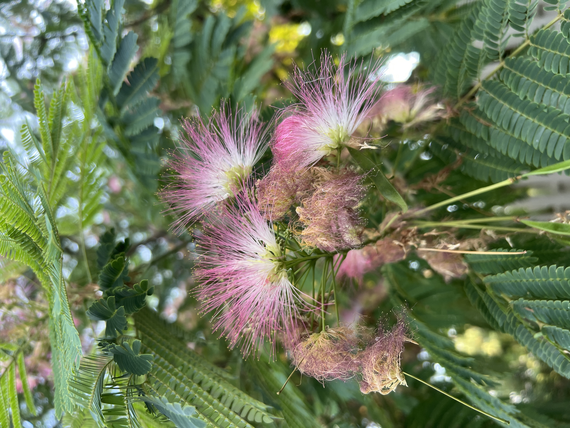 The image captures a close-up view of a flowering Albizia julibrissin tree, also known as a mimosa or Persian silk tree, in Fontanka, Ukraine. The tree's distinctive pink and white fluffy blossoms, resembling powder puffs, are in full bloom, with some in various stages of development and some wilting. The feathery leaves of the tree form a lush green backdrop, creating a soft focus effect. The overall impression is one of natural beauty and the ephemeral nature of flowering trees.