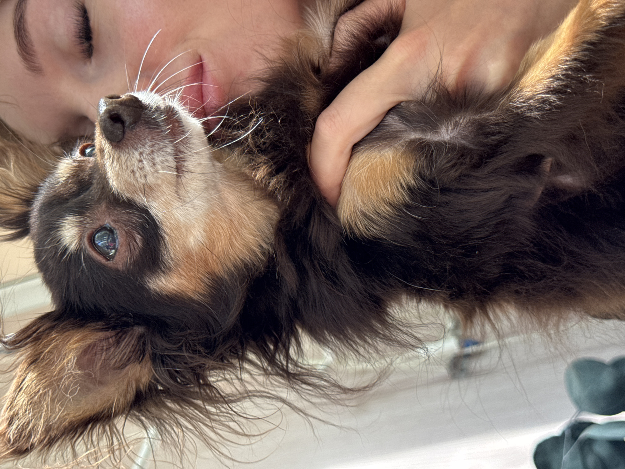A close-up, upside-down image shows a woman cradling a long-haired Chihuahua. The woman's face is partially visible with closed eyes and prominent eyelashes. The Chihuahua has brown and tan fur, with a black nose, white whiskers, and visible teeth. A hand holds the dog. The background is blurry and indistinct. The location is unspecified within Chaikovsky, Russia.
