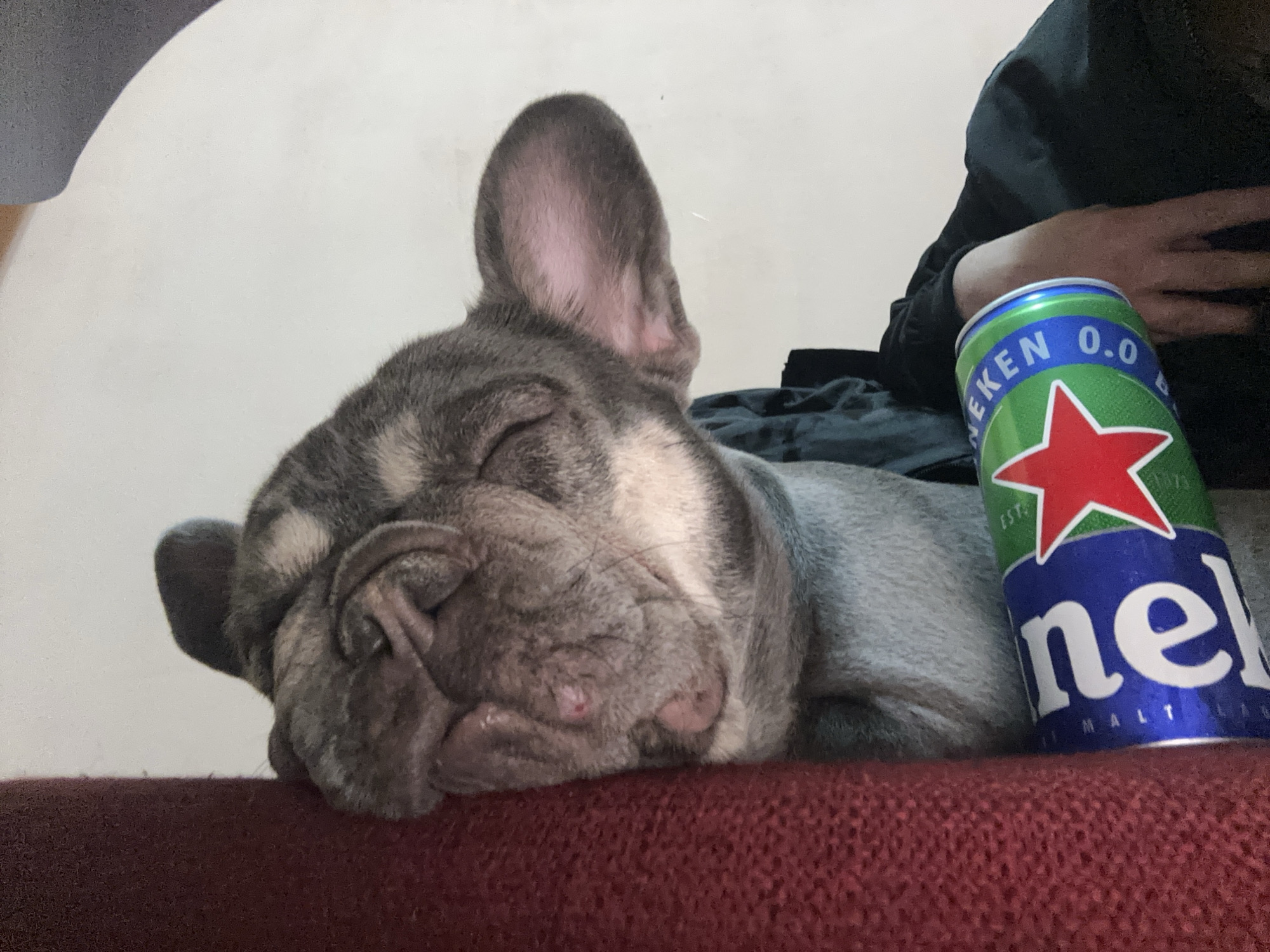 A close-up shot features a gray French Bulldog lying asleep on a red textured surface, possibly a cushion or a couch. The dog's face is wrinkled, with its eyes closed and one ear standing upright. Beside the dog rests a can of Heineken 0.0 beer. Part of a person's arm and dark clothing are visible in the background, partially obscuring the can. The background is a plain white wall, and another gray surface is visible in the upper left corner. The location is unknown.