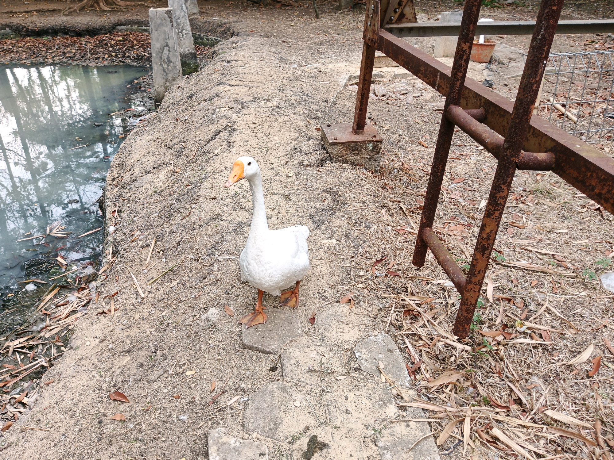 A white goose with orange feet and beak stands on a dirt path next to a murky body of water. The path is littered with dry leaves and debris. To the right of the path, there is a rusty metal structure, possibly part of a fence or gate, with bolts securing it to a concrete base. The environment appears unkempt and outdoors. There is no indication of this scene being in Bandung City, Indonesia.