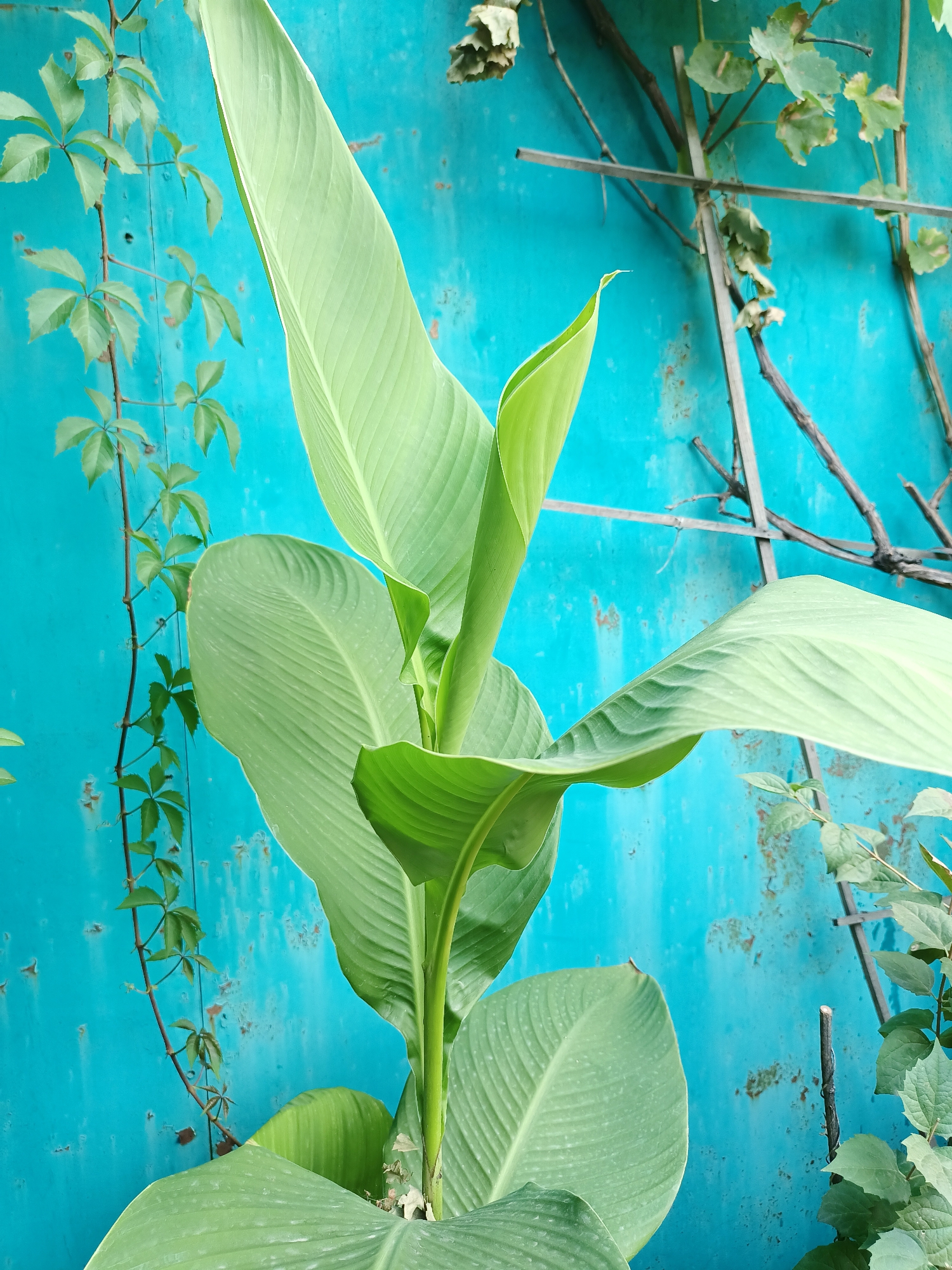 The image displays a close-up view of a large plant with broad, green leaves positioned in front of a weathered, turquoise-blue wall. The wall appears to be made of metal and shows signs of rust and chipping paint, suggesting it might be an exterior surface. To the left of the plant, a vine with smaller, palmate leaves is climbing vertically against the wall. On the right side, branches with leaves and what appear to be dried seed pods are visible, possibly part of another plant or the same vine at a different stage of growth. A thin, metal support structure runs horizontally behind the main plant and vine. The lighting suggests an outdoor setting, likely during the daytime. The overall scene is a naturalistic composition with a focus on plant life against a textured, man-made background. The image does not contain any people or visible actions. It is not possible to determine the specific location within the city of Almaty, Kazakhstan, from the visual information provided.