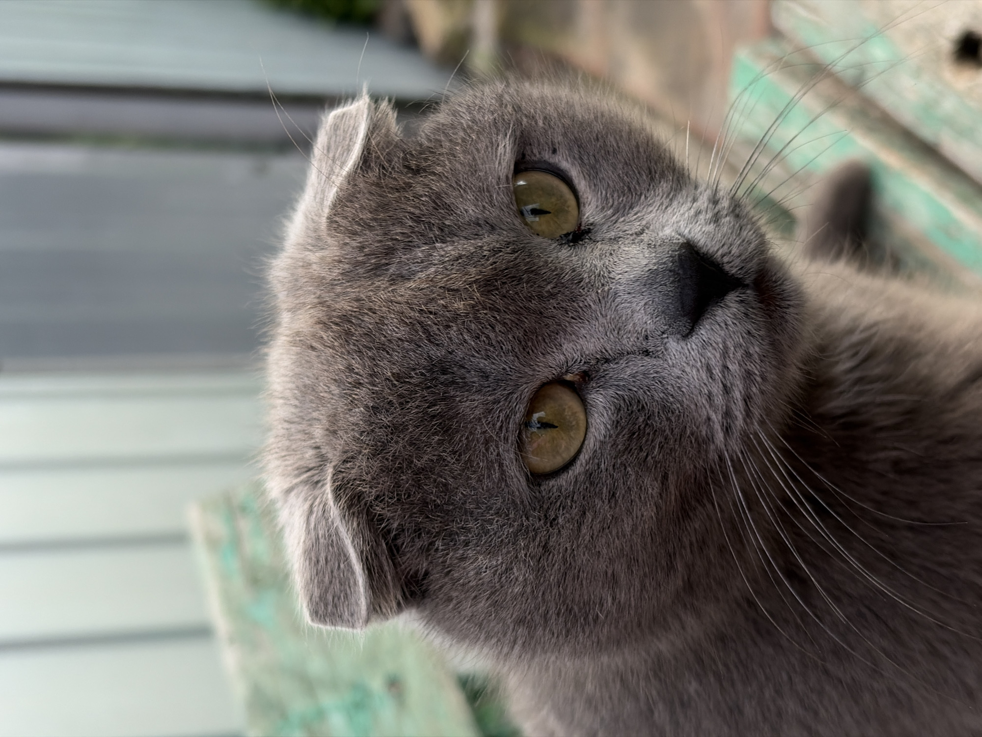 A close-up photograph features a grey Scottish Fold cat with golden eyes. The cat's head is tilted, presenting its face toward the camera. The background includes blurred elements of what appears to be a weathered, light green surface with horizontal lines, possibly wooden slats. The location is unspecified, and no people are visible.