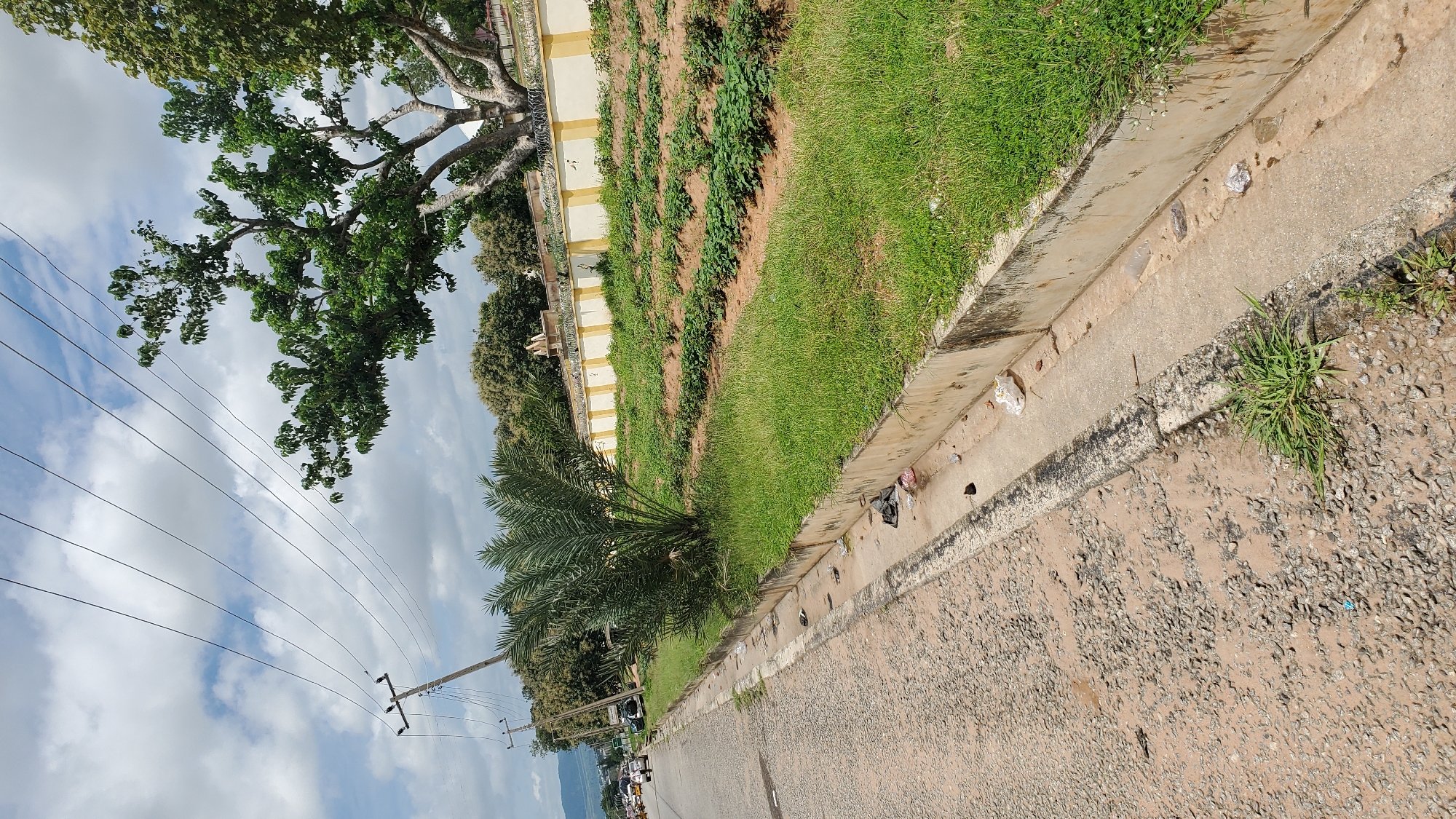 The image depicts a street scene in Jalingo, Nigeria, likely in the vicinity of a residential or agricultural area. The foreground features a gray asphalt road with a gravel shoulder on the left. A concrete drainage ditch runs alongside the road, containing some scattered debris, including plastic bags and wrappers. Green grass grows along the edge of the ditch and in a wider strip between the ditch and a low yellow-and-white striped wall. Behind the wall, rows of young plants, likely crops, are visible in tilled soil. A mature palm tree stands to the left of the planted rows, and a large, leafy tree with a thick trunk is situated further back. Power lines supported by wooden poles stretch across the cloudy sky. In the distance, several vehicles are seen on the road, and a small cluster of buildings is partially visible. The overall impression is of a semi-urban environment with both infrastructure and cultivation.