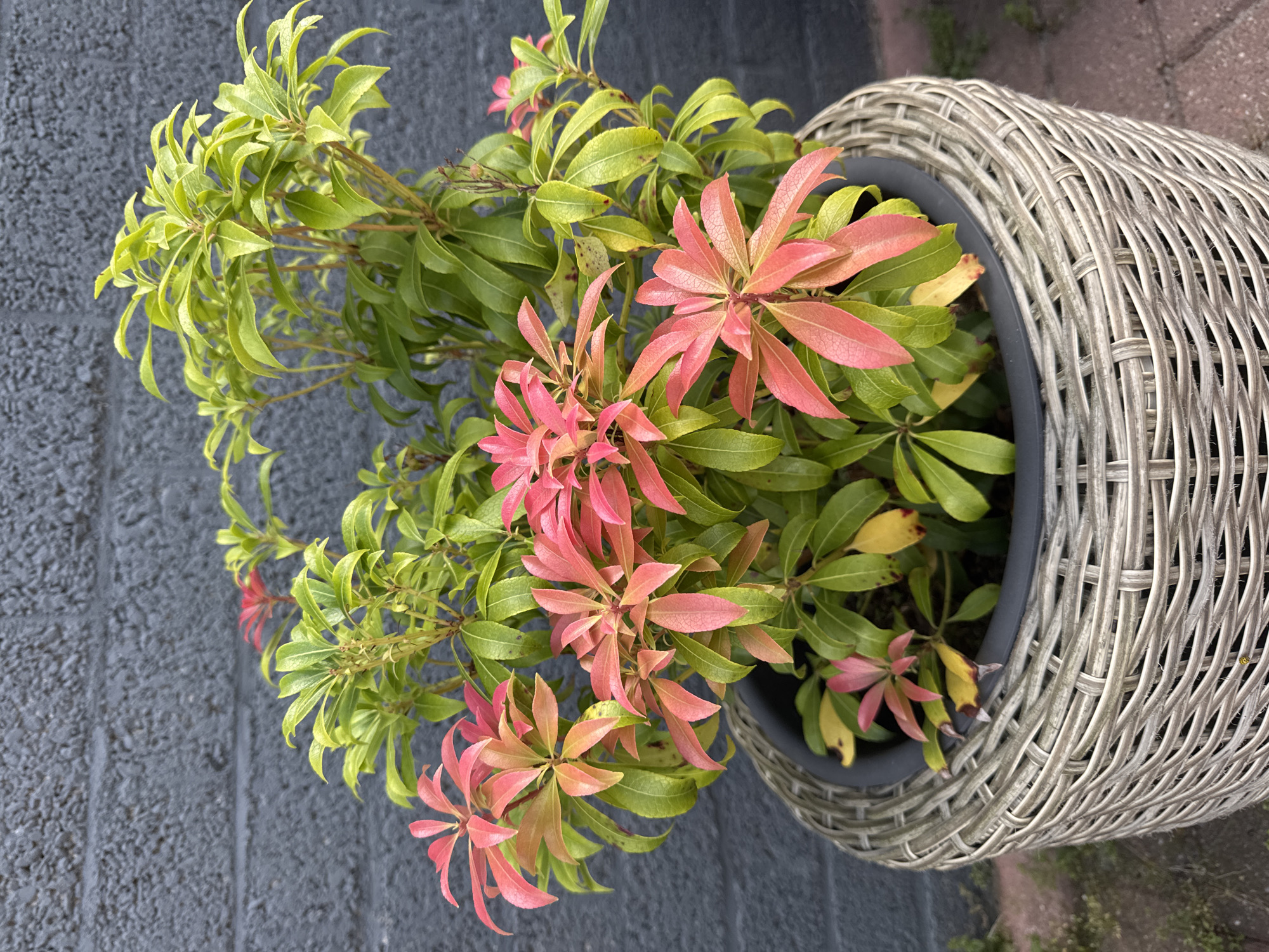 A close-up, eye-level shot showcases a potted plant with vibrant, multi-colored leaves against a dark grey brick wall. The plant, situated in a woven grey planter, displays a gradient of colors, with new growth appearing in shades of coral pink and transitioning to a bright lime green on older leaves. Some leaves show signs of yellowing and browning, suggesting natural aging or stress. The plant is densely packed with leaves, creating a lush appearance. The background is dominated by the textured grey brick wall, with visible horizontal mortar lines. The lower portion of the image reveals the top edge of the planter and a hint of reddish-brown paving stones and dry grass to the right, suggesting an outdoor setting. The lighting is soft, likely natural daylight, casting no harsh shadows. The scene is static and depicts an ornamental plant in its container. This image was captured in the city of Petten, Netherlands.