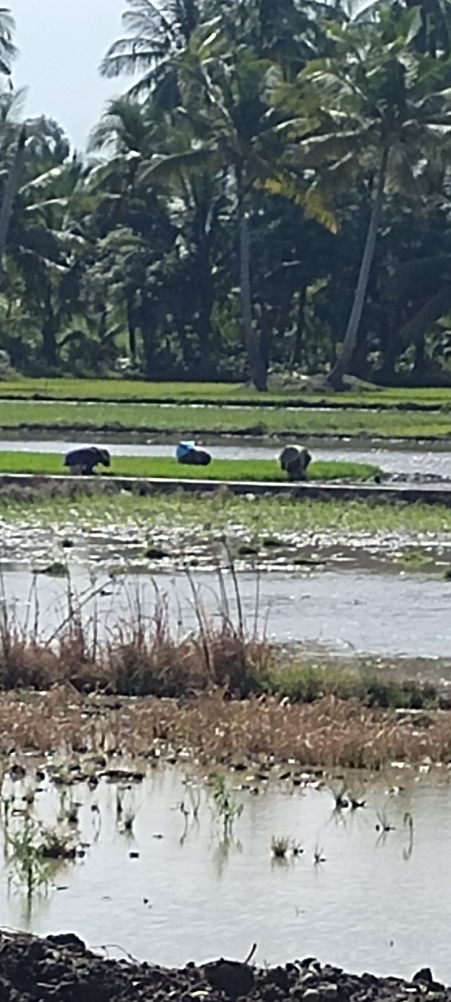 In Aluekeujruen, Indonesia, a rice paddy field is depicted under a bright sky. The field is divided into sections, with some areas submerged in water and others featuring lush green grass. In the background, a dense cluster of palm trees creates a verdant backdrop against the sky. In the foreground, there is a shallow body of water with some sparse vegetation. In the mid-ground, on the edge of the water and grass, three figures are present. The leftmost figure is dark and appears to be an animal, possibly a water buffalo. The middle figure is a person wearing a blue garment, kneeling or bending. To the right of this figure, another dark, crouching figure, likely an animal, is visible. The scene suggests agricultural activity within a tropical environment.