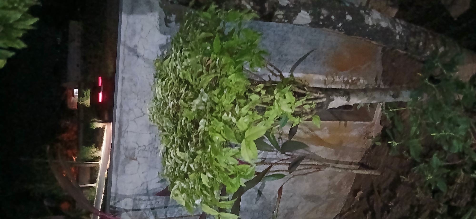 The image depicts a nighttime scene in Sekarputih, Indonesia. In the foreground, a lush, leafy green bush with lighter variegated leaves is prominently featured. To the left of this bush, two slender plants with reddish-purple leaves are visible. Behind the plants, a textured, light-colored wall with visible cracks serves as a backdrop. To the right of the main bush, a tree trunk with rough, dark bark is partially visible. In the background, beyond a low wall, a road is illuminated by streetlights, and the red taillights of a vehicle are visible, suggesting it is either stationary or moving slowly. The overall environment appears to be an outdoor space, possibly a garden or courtyard, given the presence of plants and the wall. The lighting suggests it is after dark.