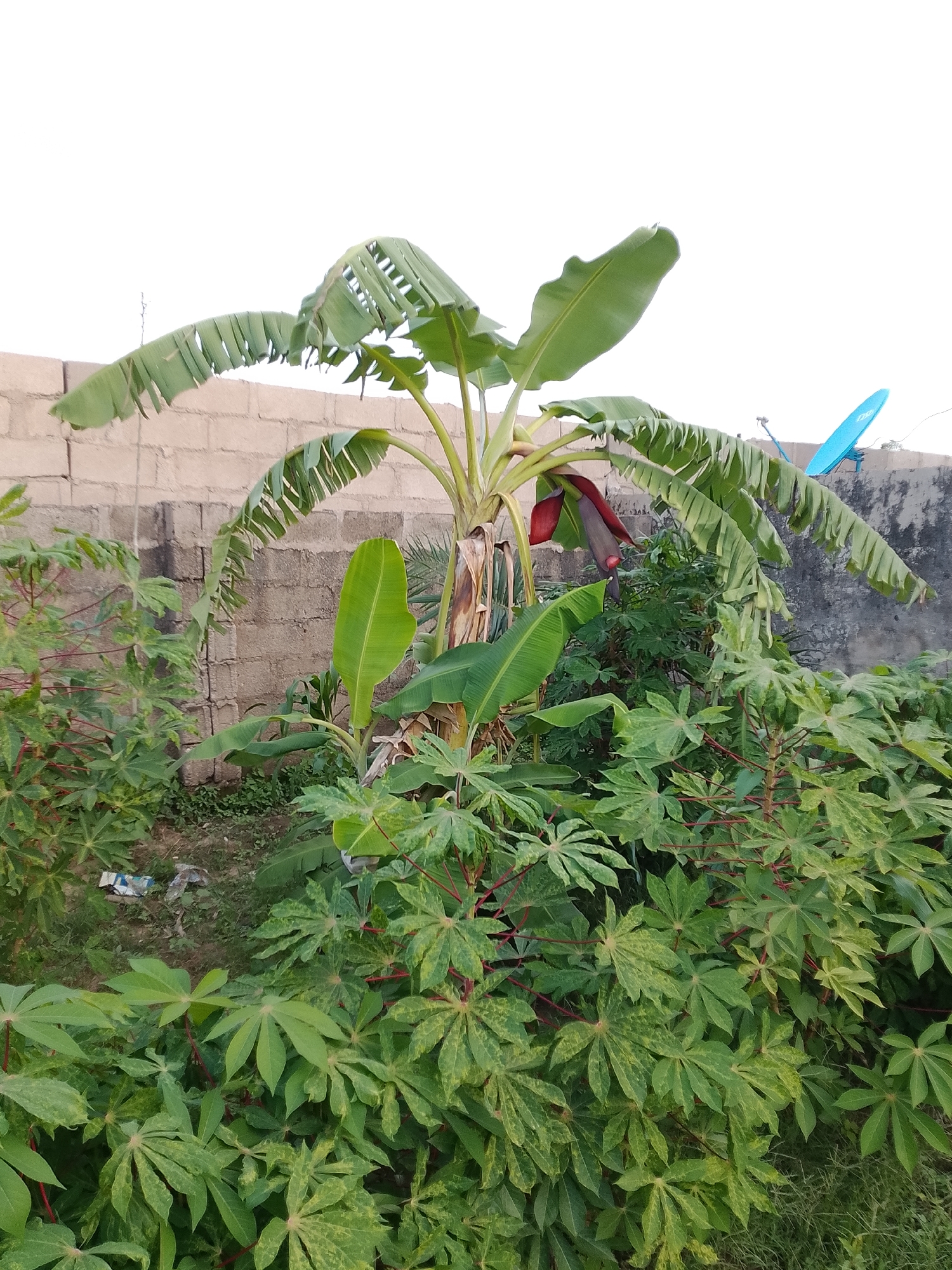 A medium shot shows a banana tree with a purple flower bud and large green leaves, standing amidst a dense growth of green plants with star-shaped leaves. Behind the plants, a rough, light-brown brick wall forms the background, with a portion of a gray concrete wall on the right. A bright blue satellite dish is mounted on top of the gray wall. The sky above is bright white, suggesting it might be overcast or overexposed. The ground is covered with dirt and some green grass.