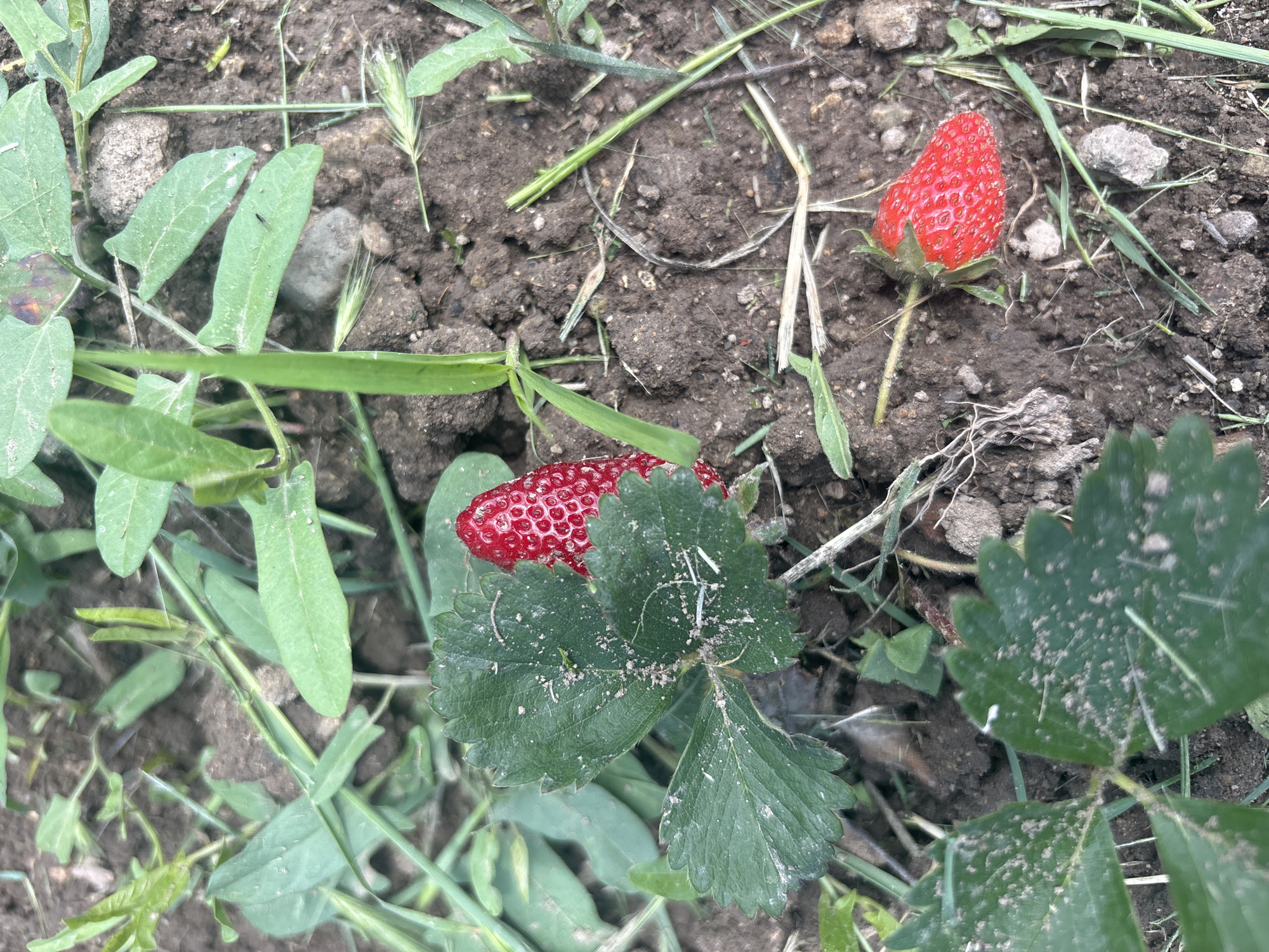 The scene depicts a close-up view of a strawberry plant growing in soil. Two ripe strawberries are visible, one slightly obscured by the leaves of the plant. Various other green plants and grasses surround the strawberry plant. Small stones and pieces of dead plant matter are scattered on the soil surface. The location is Siva Reka, Bulgaria. No people are visible.