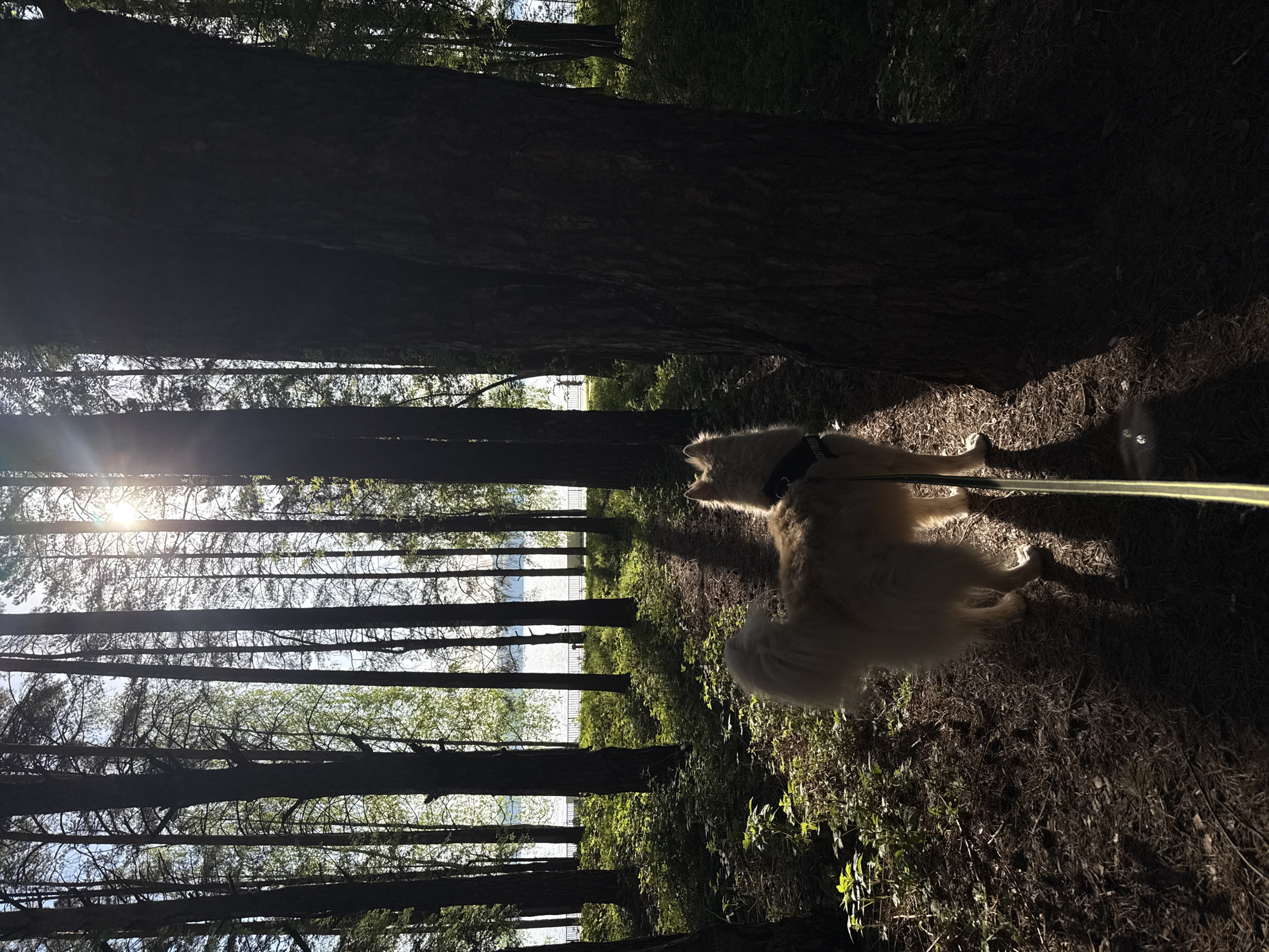The image, likely taken in the city of Chaikovsky, Russia, depicts a light-colored, medium-sized dog with a black harness standing in a forest. The dog is oriented towards the left of the frame, and a leash is visible. Tall, slender trees are densely packed, forming vertical lines across the image. Sunlight penetrates the trees, creating stark contrasts of light and shadow on the ground and the dog. In the background, beyond the trees, there's a body of water and a white structure resembling a fence or railing. The ground is covered with vegetation. The image appears to be rotated 90 degrees counterclockwise.