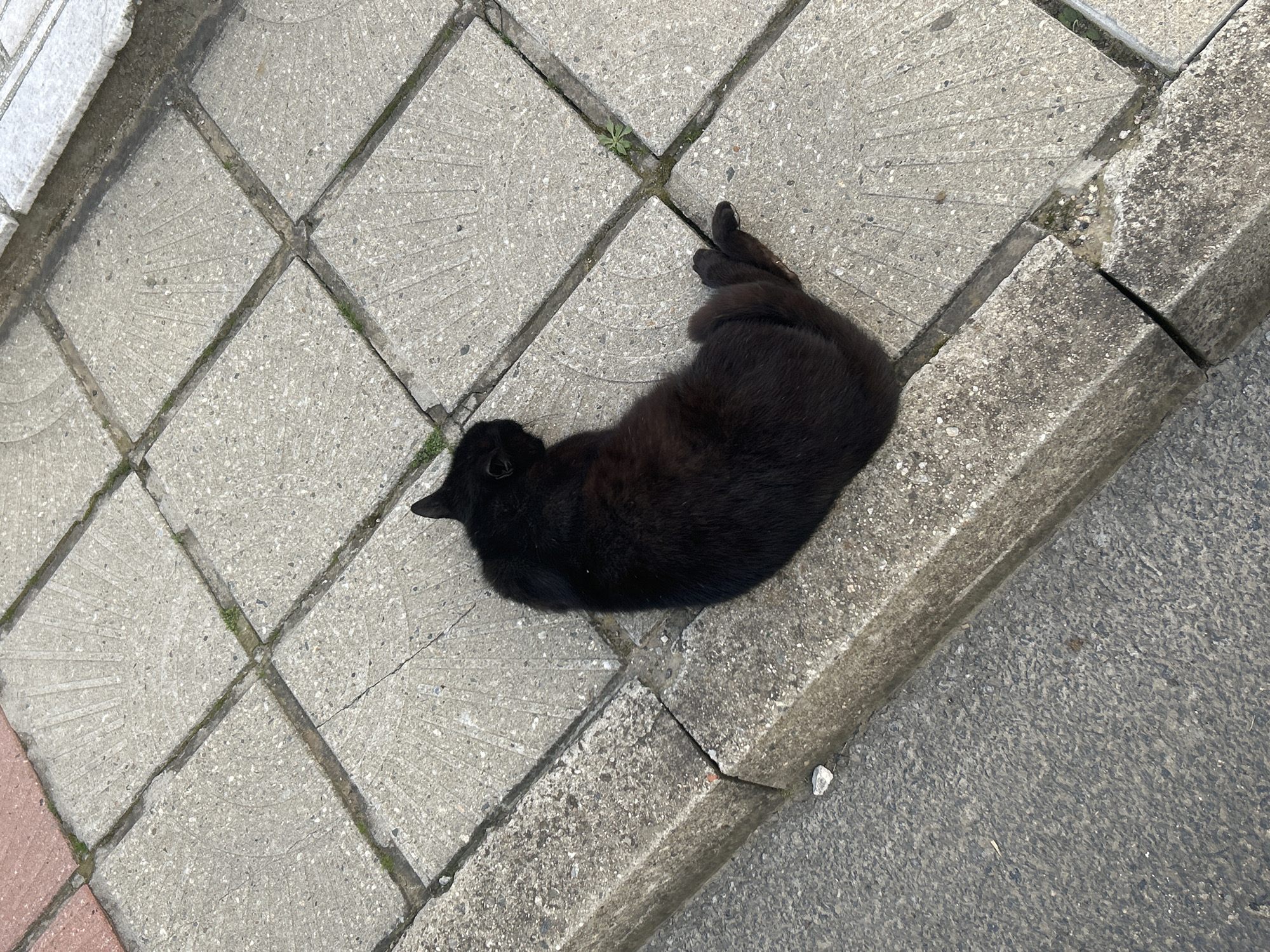 An overhead shot captures a black cat resting on a paved surface next to a curb, likely in Zlatograd, Bulgaria. The cat is curled up, appearing relaxed or asleep, positioned on the light grey concrete paving stones. These square stones are laid in a diamond pattern, separated by thin gaps where small weeds and grass have begun to grow. Some of the paving stones exhibit a faint, fan-like textured pattern. To the right of the cat, a darker, rougher asphalt or concrete street surface is visible, separated from the paved area by a raised curb. The lighting suggests it is daytime with bright, possibly sunny, weather. No people or visible text are present in the image.