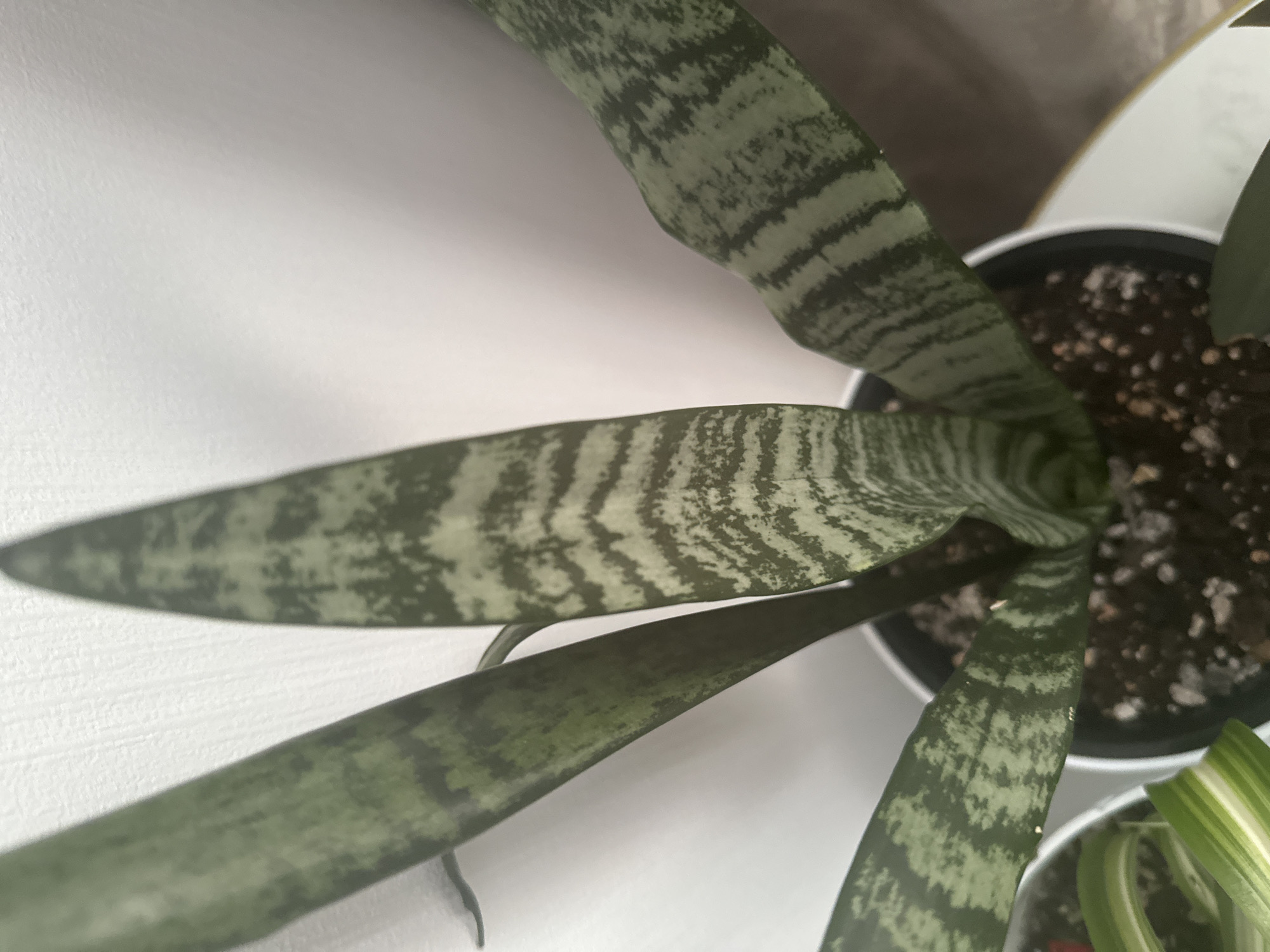 An overhead, close-up shot shows the leaves of a snake plant, with dark green stripes interspersed with lighter green mottled patterns. The plant is in a black pot with dark soil and small pebbles. The pot is sitting on a white saucer. The background is a plain white wall, slightly textured. To the left, a portion of another plant with striped green and white leaves is visible. There is no indication of Znamya Oktyabrya, Russia in the image.