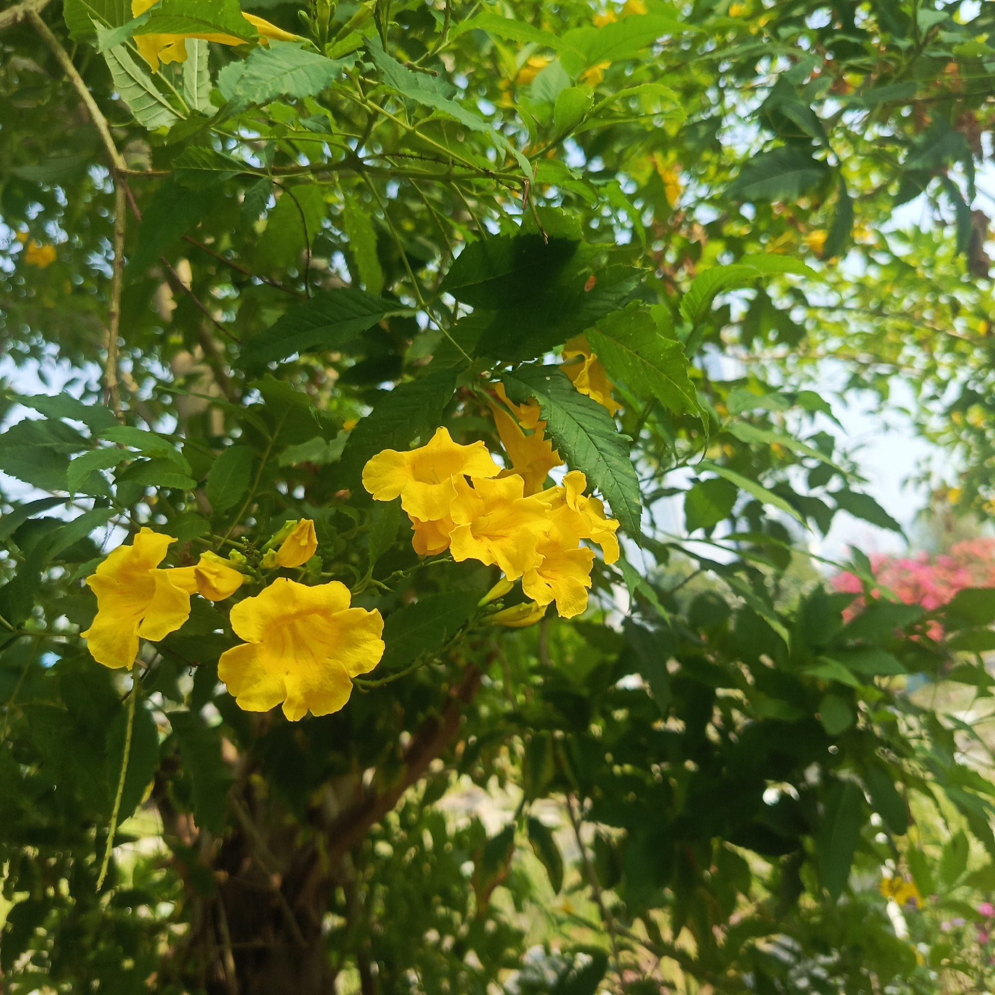 This image shows a close-up view of a flowering plant with bright yellow trumpet-shaped flowers. The flowers are clustered together on branches, surrounded by lush green leaves. The background is blurred, suggesting a shallow depth of field, and hints at a garden or natural outdoor setting. There are no people or specific landmarks visible that would indicate a location in South Jakarta, Indonesia. The scene is a botanical focus on the vibrant yellow blooms.