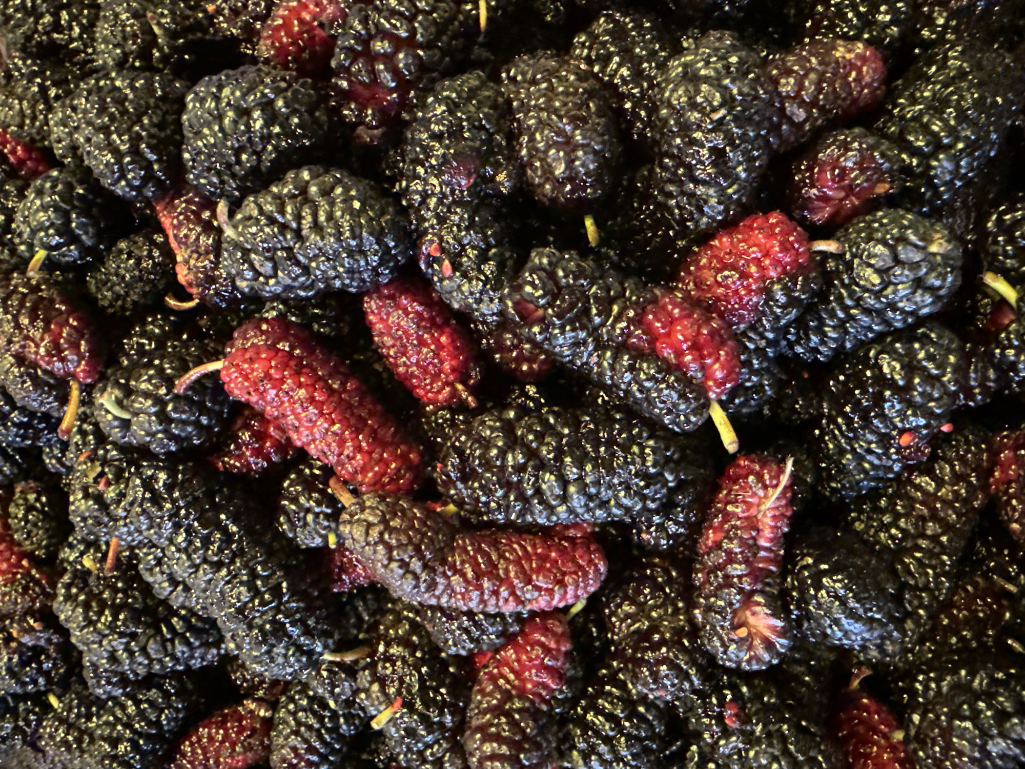 A close-up, overhead shot captures a large pile of fresh mulberries, a mix of deep black and vibrant red varieties. The fruits are clustered together, some with visible stems, creating a textured, organic mass. The lighting highlights the glossy sheen on the surface of the berries, suggesting they are ripe and juicy. This image was taken in Lokbatan, Azerbaijan.