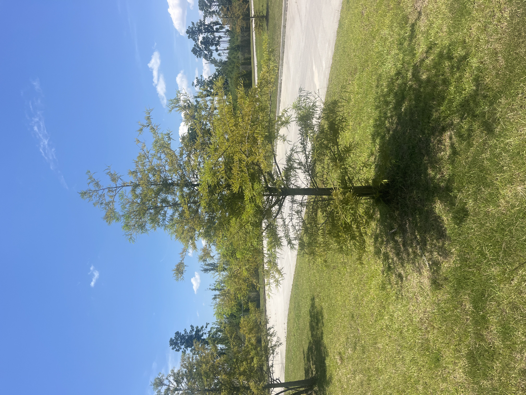 The image shows a young Bald Cypress tree in the foreground, with its feathery, light green foliage casting a shadow on the well-maintained grass. Behind the tree, a paved surface, likely a road or parking lot, curves gently to the right. In the background, a dense line of pine trees stretches across the horizon, with a clear blue sky dotted with a few wispy white clouds above. The scene appears to be in a suburban or park-like setting in Pooler, Georgia, USA, given the distinct Southern vegetation and the clear, sunny weather typical of the region. There are no people or animals visible in the image.