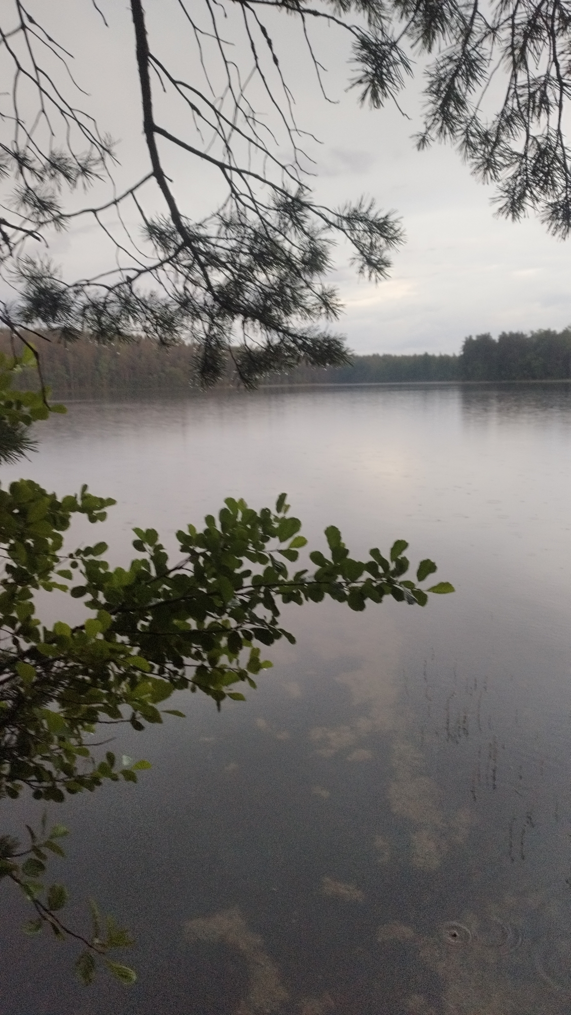 The image depicts a serene natural scene at dusk, possibly near Tarasovskoe, Russia. In the foreground, branches with green leaves and pine needles frame a calm body of water. The water's surface is slightly rippled, with faint circles suggesting recent raindrops. The distant shore is lined with a dark forest, and the sky above is overcast and gray. The overall atmosphere is tranquil and moody.