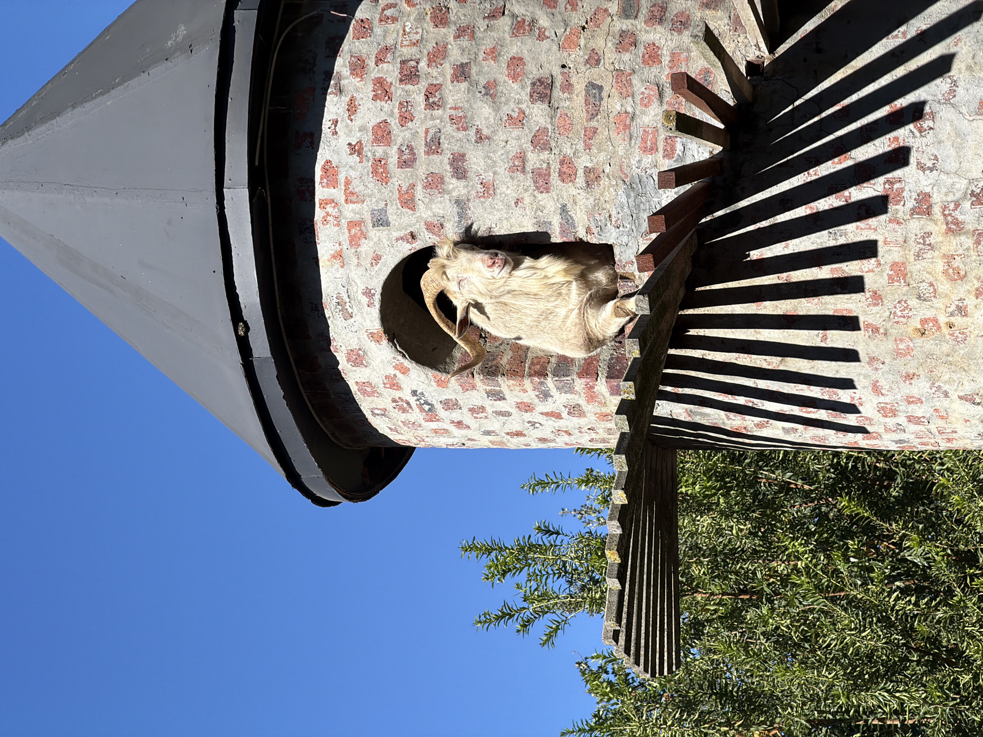 An image captures a serene outdoor scene in Drakenstein Nu, South Africa, featuring a goat resting within a unique brick tower-like structure under a clear blue sky. The central subject is a light-colored goat, possibly white or cream, with visible horns, peacefully nestled within a circular opening in the brick wall. Its eyes appear closed, suggesting it is asleep or deeply relaxed.
The structure itself is a cylindrical tower constructed from weathered, reddish-brown bricks set in light mortar, giving it a rustic texture. It is topped with a dark, conical roof, likely made of metal or painted material, contrasting with the warm tones of the brickwork. Attached to the side of the brick tower is a series of wooden steps or a ladder, which casts long, sharp shadows onto the sun-drenched wall, indicative of strong, direct sunlight, possibly in the morning or late afternoon.
The background features a vibrant, clear blue sky occupying the upper portion of the frame. Below the structure, lush green foliage, likely dense shrubs or trees, forms a natural backdrop, emphasizing the outdoor, rural setting. No people or visible text are present. The overall impression is one of tranquility and natural integration of animal and environment.