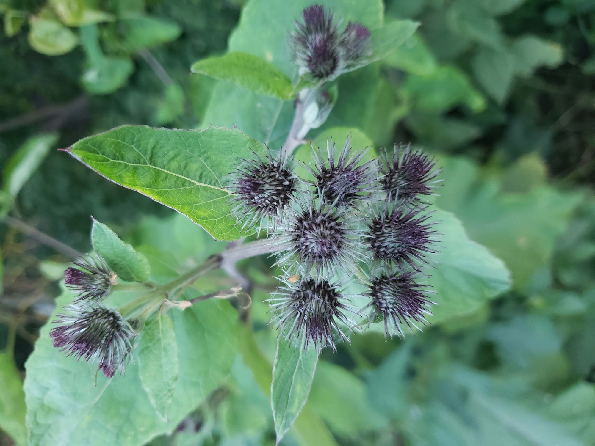 The image shows a close-up of burdock seed heads with prominent purple and gray bracts and fine, white, hair-like structures. The seed heads are clustered on a green stem, surrounded by large, green leaves. The background consists of blurred green foliage, suggesting an outdoor, natural setting. The scene is devoid of human presence or urban elements, making it impossible to determine a specific location within Nizhny Novgorod, Russia, or any other city. The lighting is natural and diffused, indicating it was taken during daylight hours.