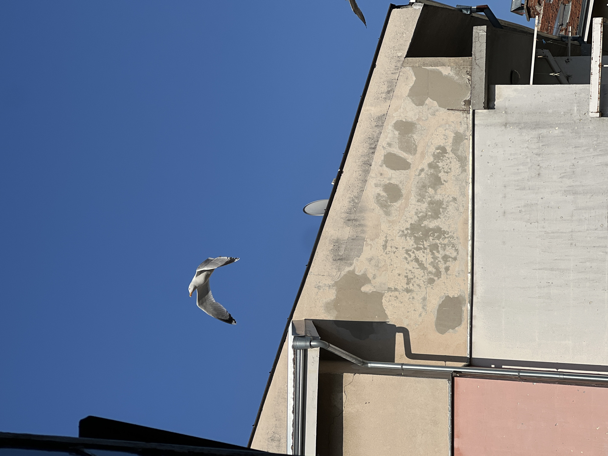 An upward-angled shot captures a building in Plovdiv, Bulgaria against a clear blue sky. The architectural style is modern with concrete and stucco elements. A light-colored triangular section of the building dominates the right side of the frame, showing mottled weathering and a gutter system running along the bottom. Adjacent to it are smooth, gray, and pink concrete sections. A seagull is in mid-flight in the left of the shot, with its wings arched. Another seagull is in the top corner of the picture. The rooftop edge is dimly lit and placed on the very bottom of the shot. A satellite dish can be seen attached on the side of the building.
