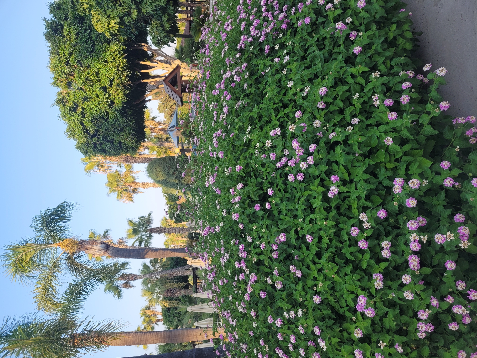 In Tserkezoi, Cyprus, a vibrant landscape unfolds under a clear blue sky. A dense, green bush overflowing with small pink and white flowers dominates the foreground. Beyond the bush, several palm trees with rough, textured trunks rise majestically, their fronds reaching towards the sky. In the middle ground, a cluster of white, umbrella-like structures are visible, hinting at a recreational area. Further back, a quaint wooden structure with a dark roof sits amidst lush greenery and more palm trees. The scene is bathed in natural light, suggesting it is daytime.
