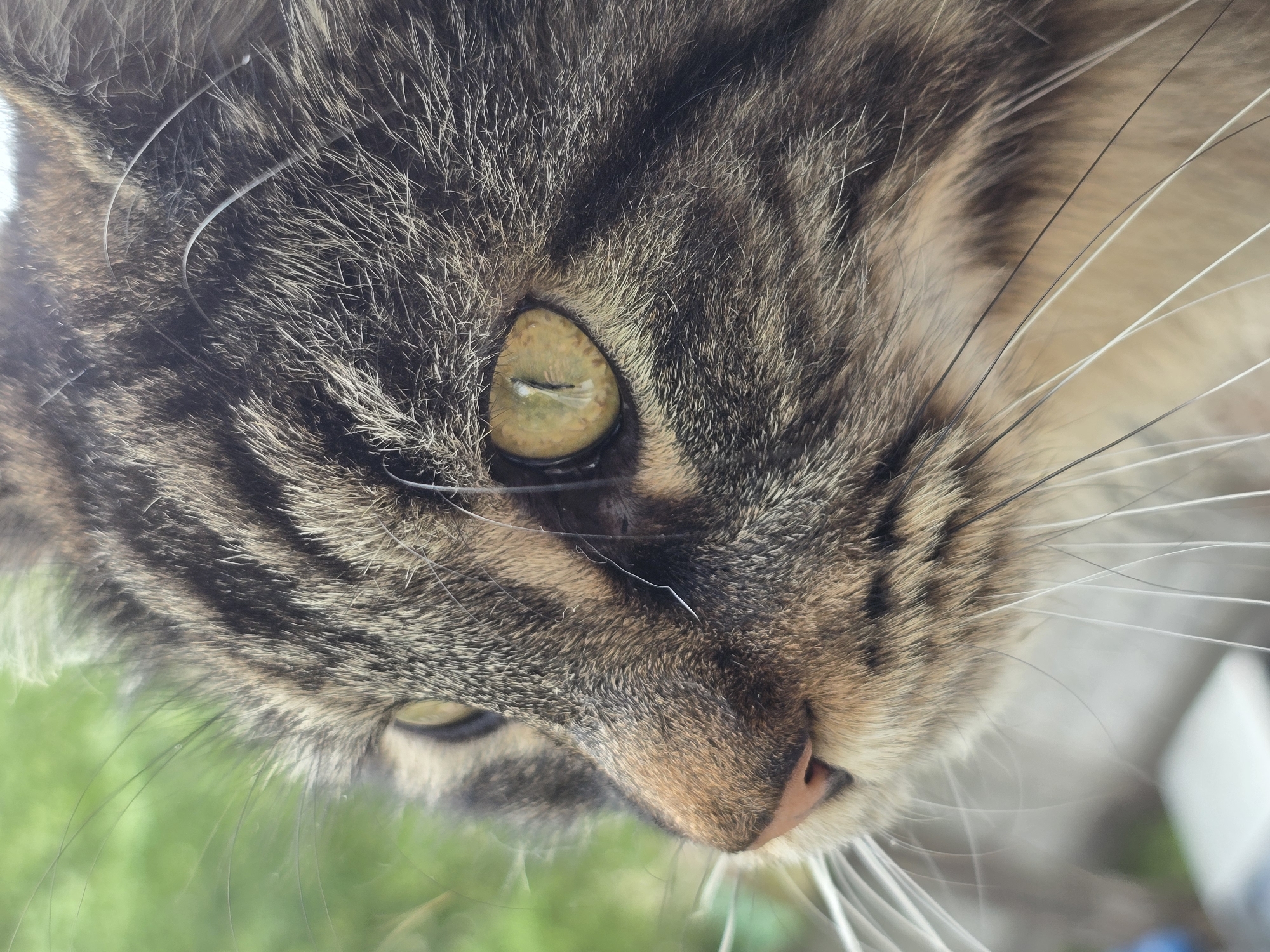 A close-up profile view of a cat's face against a blurred green background. The cat has tabby fur with dark stripes and lighter brown and cream colored patches. Its left eye is visible, a golden-yellow color with a vertical pupil. The cat's nose is pink, and its whiskers are long and white. The fur is slightly blurred, suggesting movement or a shallow depth of field.