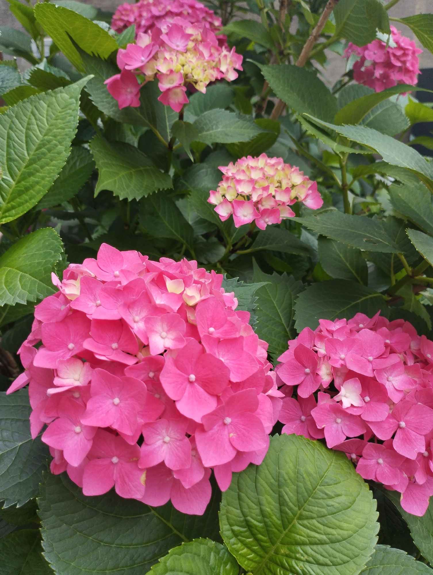 A close-up, eye-level shot showcases a cluster of bright pink hydrangeas with some lighter pink and yellow accents, surrounded by lush green leaves. The flowers are in full bloom and appear slightly wilted in places. The scene is framed by large, textured green leaves that dominate the foreground and background, with some stems and branches visible between the foliage. The lighting is natural and diffused, suggesting it was taken outdoors on an overcast day or in shade. There are no people or animals present.