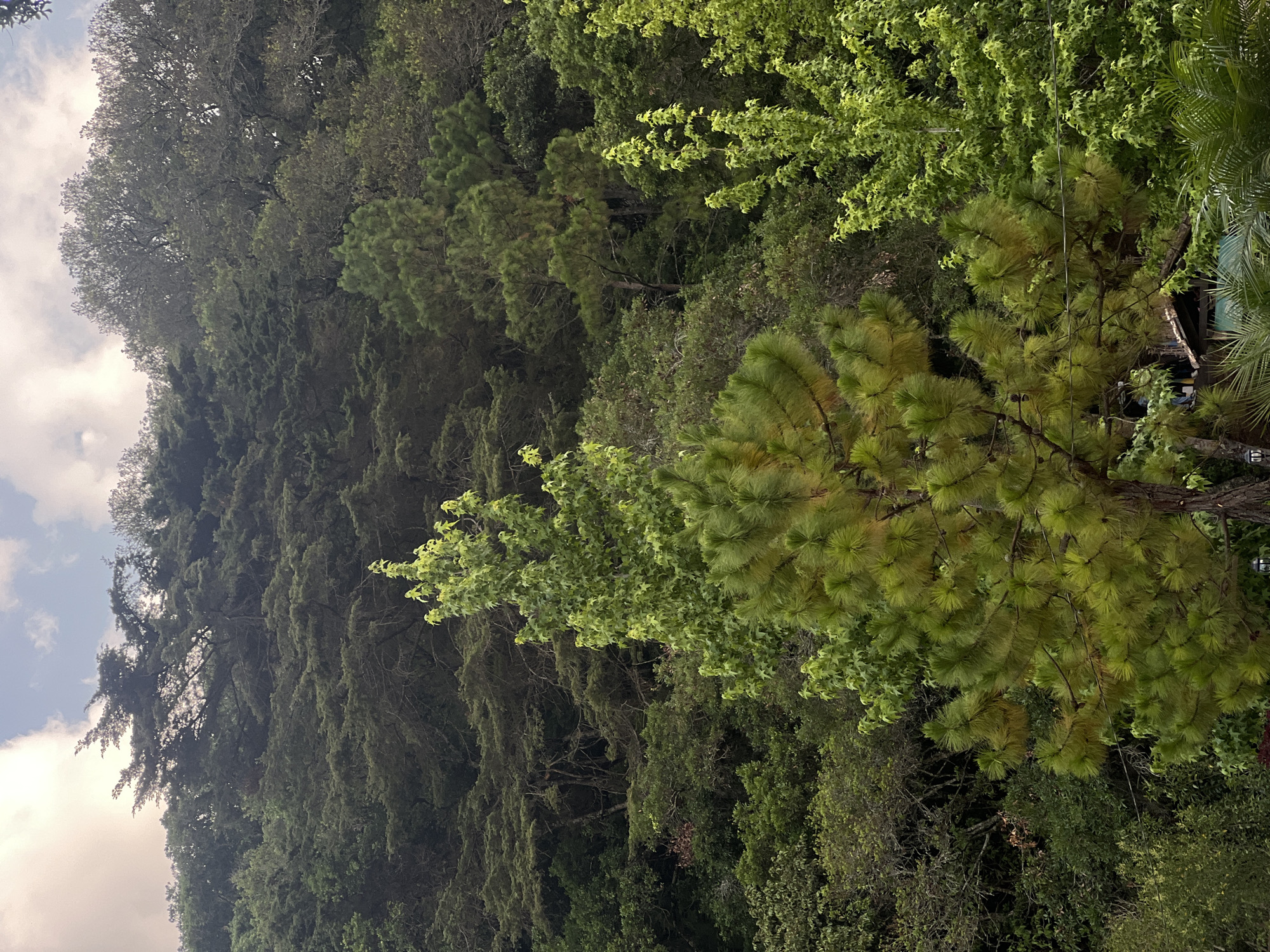 The image captures a dense forest scene, likely in the outskirts or a mountainous area of La Esperanza, Honduras, given the vegetation type. The focus is on a variety of trees, including pine trees with characteristic needle clusters, and other broadleaf trees with different shades of green foliage. The trees appear to be growing on a hillside, with the forest extending upwards out of view. The sky is visible in the upper-left corner, showing patches of light blue and clouds. A structure, possibly a building, is partially visible among the trees on the right. The overall impression is one of a lush, natural environment.