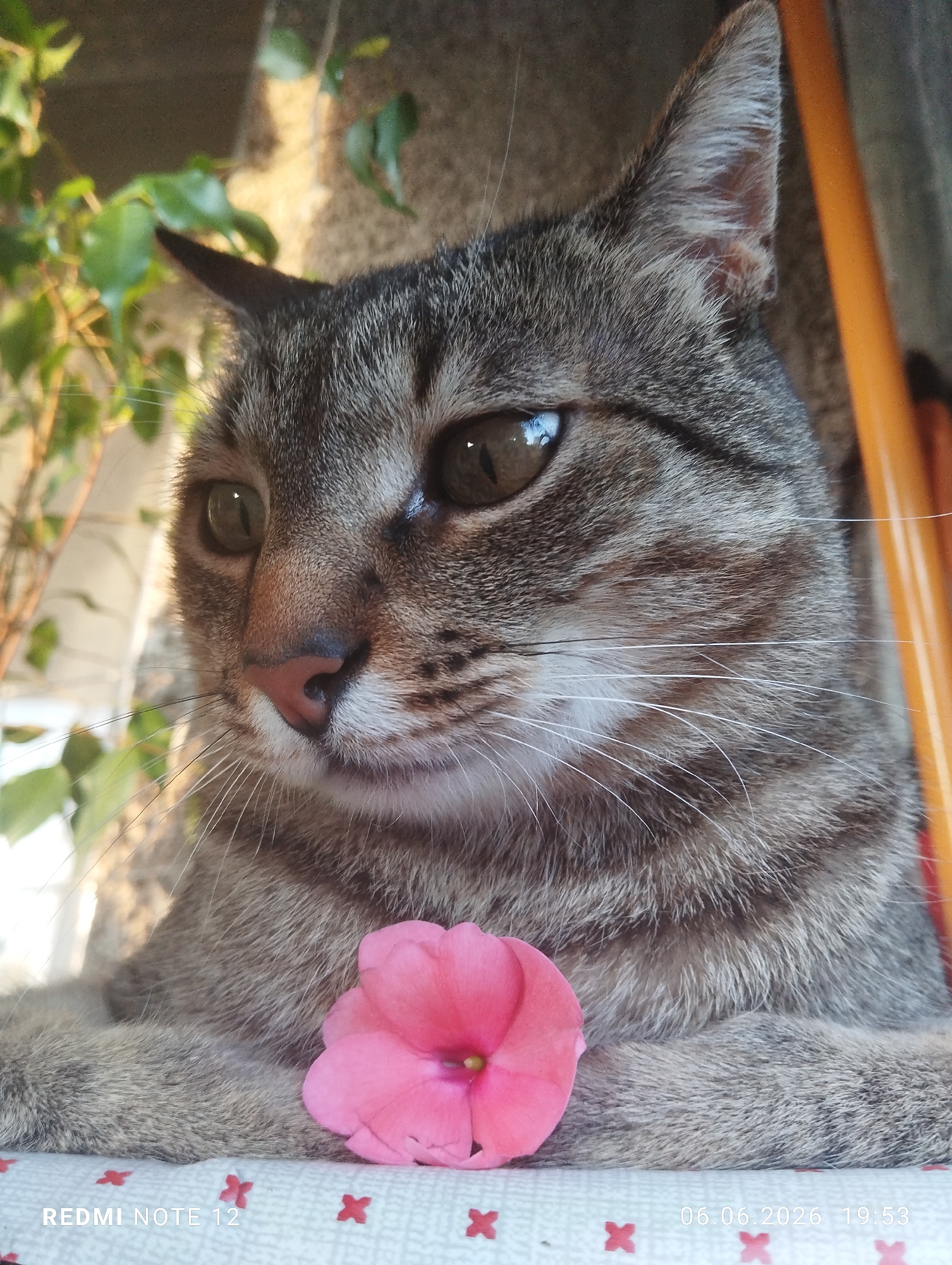 A domestic tabby cat is depicted in a close-up portrait, resting on a patterned textile surface in Burgas, Bulgaria. The image was captured on June 6, 2026, at 19:53. The cat's head and upper torso are central, featuring a striped grey and brown coat, a pink nose, white whiskers, and dark brown eyes reflecting ambient light. A single, vibrant pink Impatiens flower with a yellow center is positioned between the cat's partially visible front paws. The cat's gaze is directed towards the lower left. The surface beneath the cat is a light-colored textile patterned with repeating red 'X' or cross motifs. The background on the left is blurred, revealing green foliage. On the right, an out-of-focus vertical orange object, consistent with a furniture component or railing, is visible against a darker, textured background, indicative of an exterior wall. Natural light illuminates the scene, suggesting late afternoon or early evening conditions.