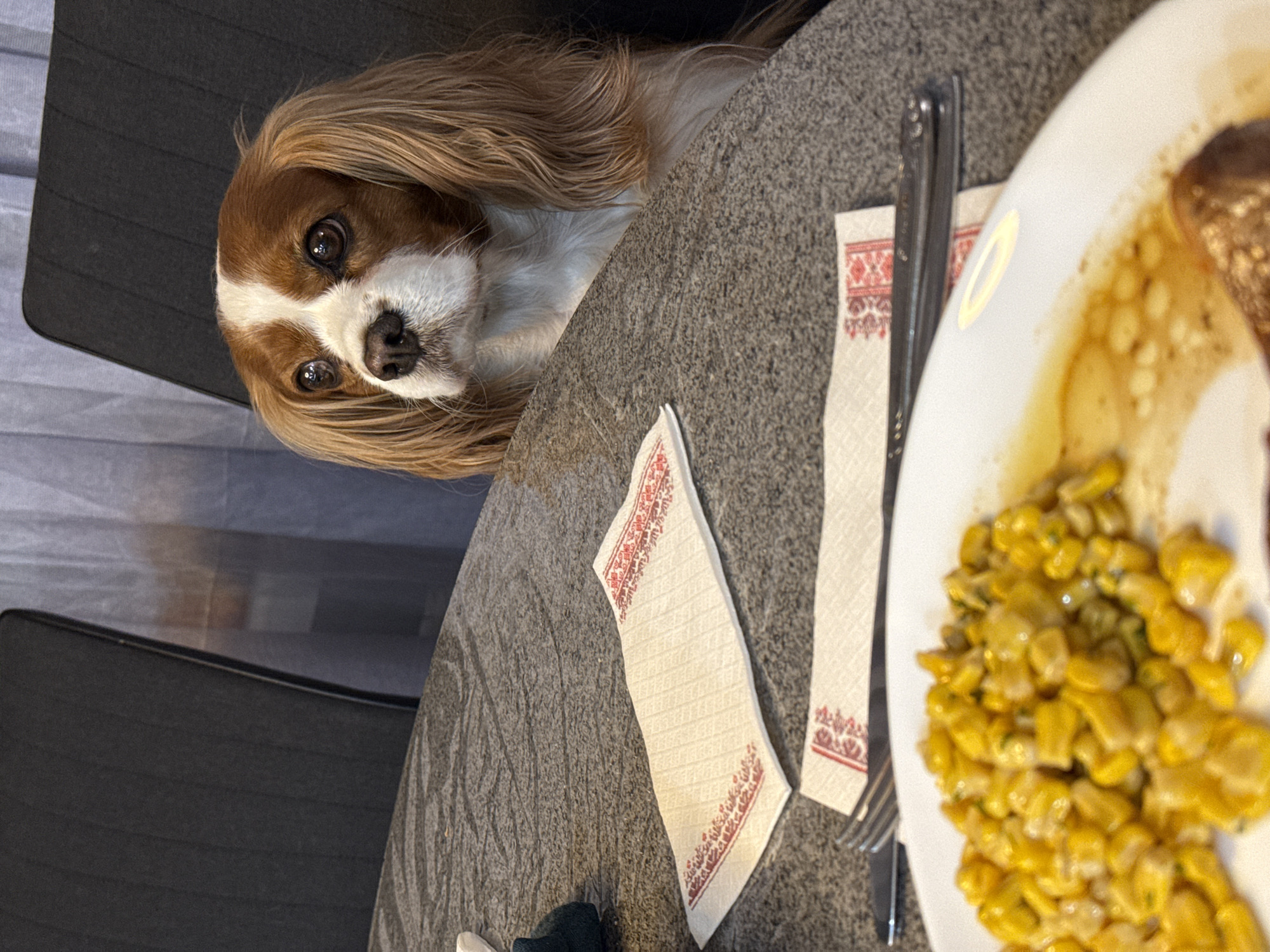 A tan and white Cavalier King Charles Spaniel looks up from beside a gray table with a plate of corn and meat, a fork, and two napkins with red embroidery. The dog is seated on a black chair. The location cannot be determined from the provided image.