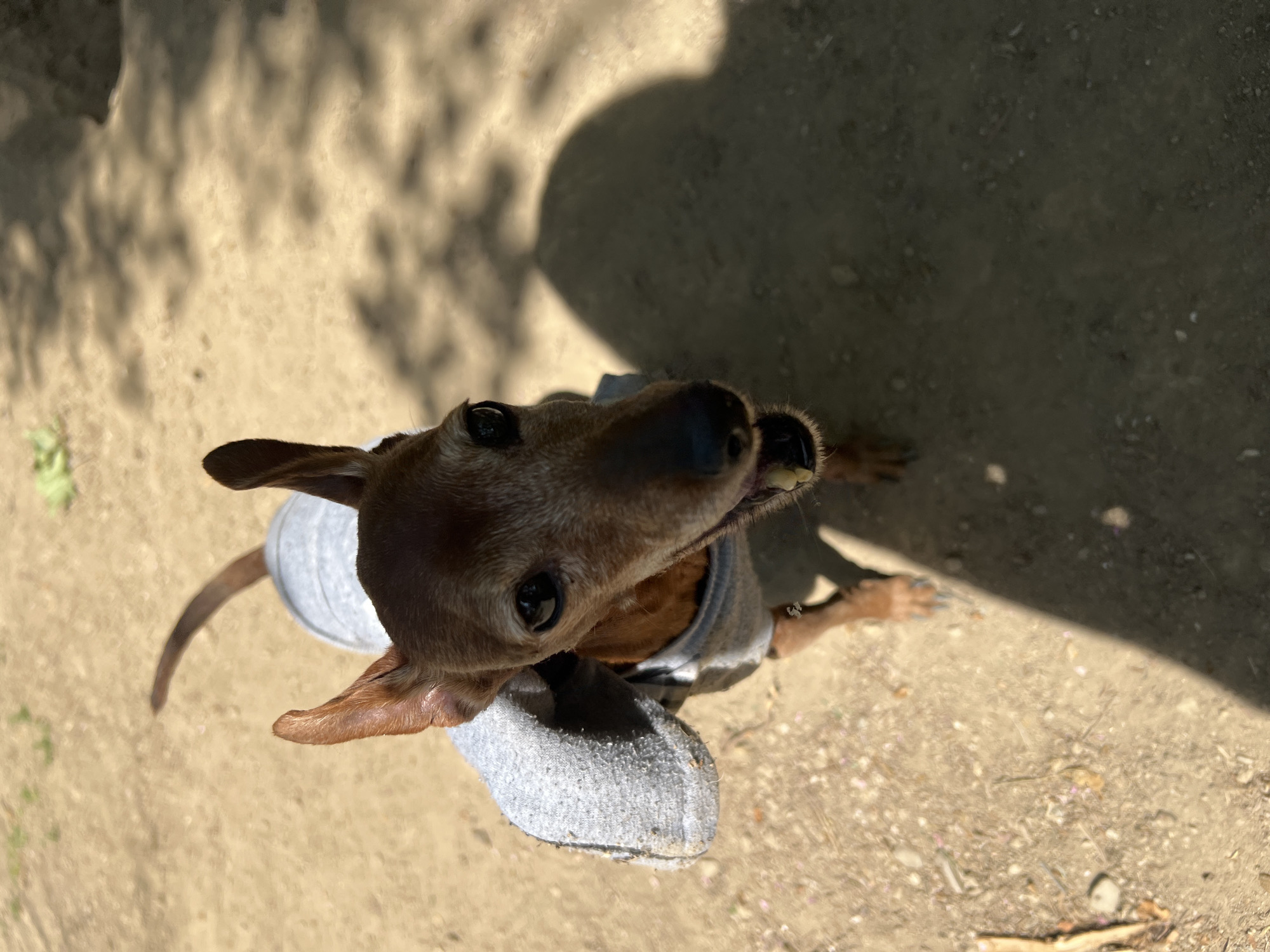 A brown and tan Miniature Pinscher dog wearing a gray shirt is looking up at the camera. The dog is standing on a light brown sandy surface that is partially shaded by a tree. The location cannot be determined from the image.