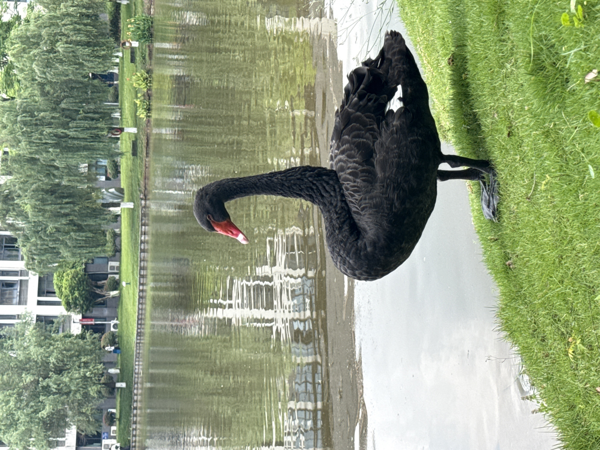 A black swan stands on green grass bordering a body of water, possibly a lake or pond. The swan is facing toward the water. The swan has a red beak. The water reflects buildings, trees, and sky. The left side of the image shows buildings and trees along the water's edge. The location is Jiangjin, China.