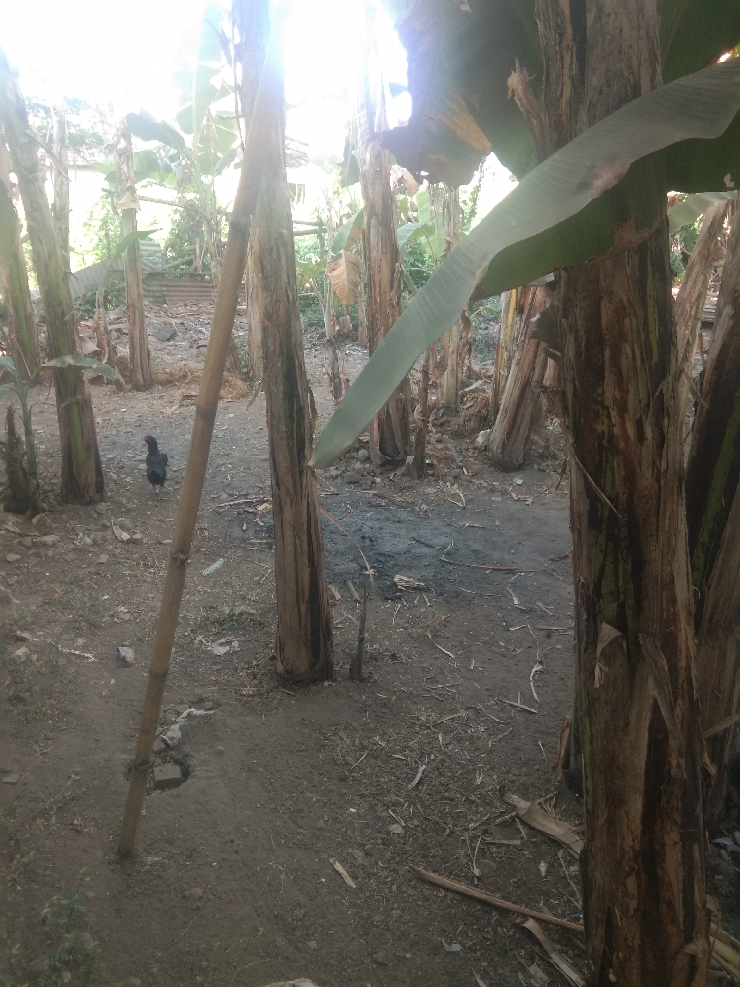 The image depicts an outdoor scene in Bulusari, Indonesia, featuring a cluster of banana trees. The ground is a mixture of dirt and dried leaves. A single black chicken is visible walking on the ground in the mid-left portion of the frame. A tall, thin bamboo pole stands vertically in the foreground, leaning slightly to the left. Sunlight is intensely bright, causing a glare in the upper portion of the image and casting some shadows. The overall environment suggests a rural or semi-rural setting.