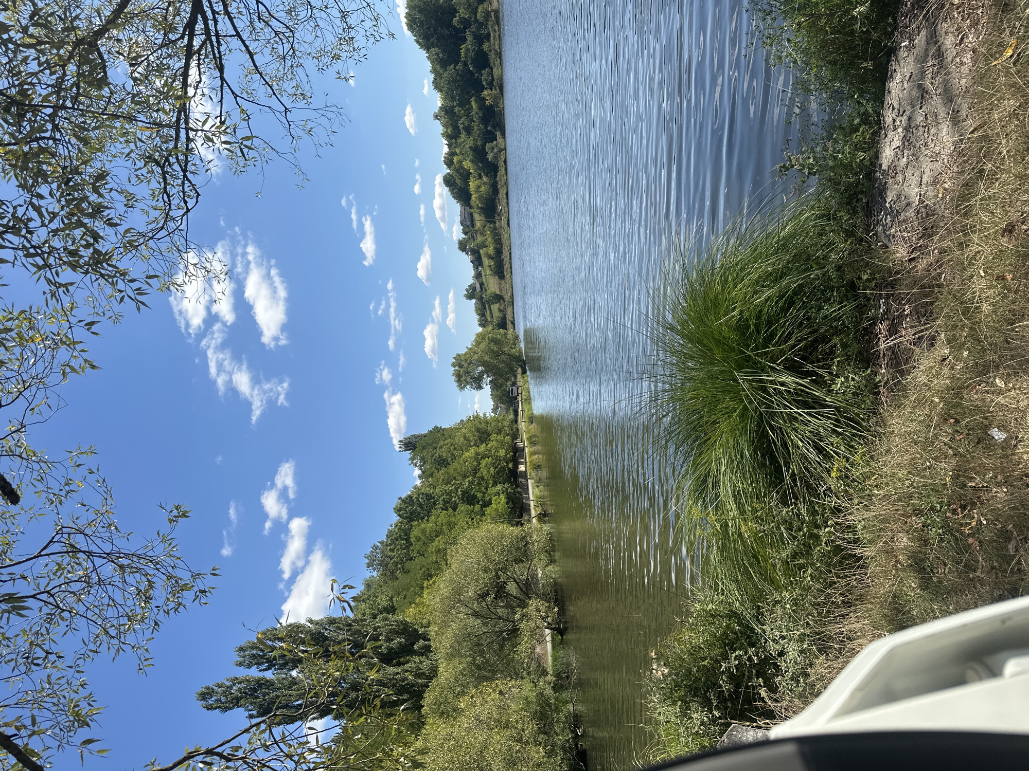 The image depicts a serene natural scene by a body of water, likely a lake or river, with a verdant landscape under a bright blue sky dotted with fluffy white clouds. On the left side, tall, slender trees and lush green bushes line the shore, with a pathway visible behind them. Further back, rolling hills covered in trees rise up, with a few houses visible on the crest. The water itself is calm, with gentle ripples reflecting the sky and surrounding foliage. In the foreground, the bank is covered in dry grasses and a large clump of vibrant green reeds. A portion of a white vehicle is visible in the lower left corner, suggesting the vantage point is from a parked car. The scene evokes a peaceful, rural atmosphere, consistent with the outskirts of a town like Makiv, Ukraine, a location known for its natural beauty and agricultural landscape. There are no people or animals immediately visible in the frame, and no discernible actions or interactions are occurring.