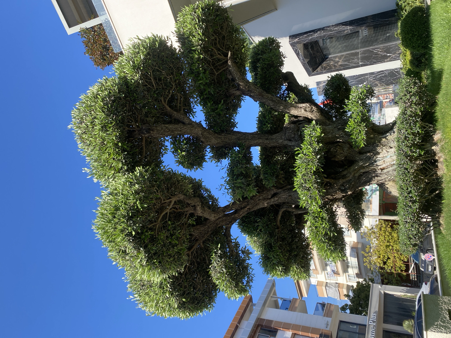 This vertical image, taken in Alanya, Turkey, captures a prominent, large, and ancient-looking tree with a meticulously pruned, rounded canopy and thick, gnarled trunks. The tree's lush green foliage stands out against a brilliant, clear blue sky, which dominates the upper portion of the frame.
In the background, several multi-story buildings are visible. On the right side, a modern building features dark, glossy marble-like cladding around its ground floor windows. Further back and to the left, residential or commercial buildings with light-colored facades and balconies can be seen. Below these buildings, there's neatly maintained landscaping, including green grass and hedges. A car is partially visible parked behind a hedge in the distance.
The scene is set on a bright, sunny day, indicated by the strong illumination and absence of clouds. The time of day appears to be either morning or early afternoon. A sign with the text "Home Plus" is visible on the lower section of one of the buildings. The overall impression is a well-maintained urban street scene, with the impressive, sculptured tree acting as a focal point.