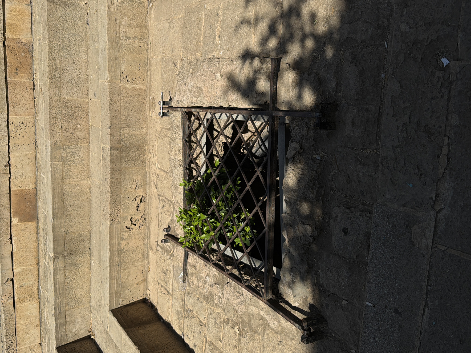 The image shows a close-up, downward-angle view of a metal grate covering a hole in a stone pathway. The grate is made of diamond-shaped metalwork and is set into the stone, with hinges and brackets visible on the right side, suggesting it can be opened. A cluster of green leafy plants is growing within the confines of the grate, their branches reaching upwards. The surrounding pathway is made of rough-hewn stone slabs, with visible cracks and some debris. Above and behind the grate, rough-hewn stone steps are visible, also weathered and showing signs of age. The scene is illuminated by sunlight, casting distinct shadows from the grate and possibly surrounding foliage onto the stone surfaces. The location is identified as Tel Aviv, Israel.