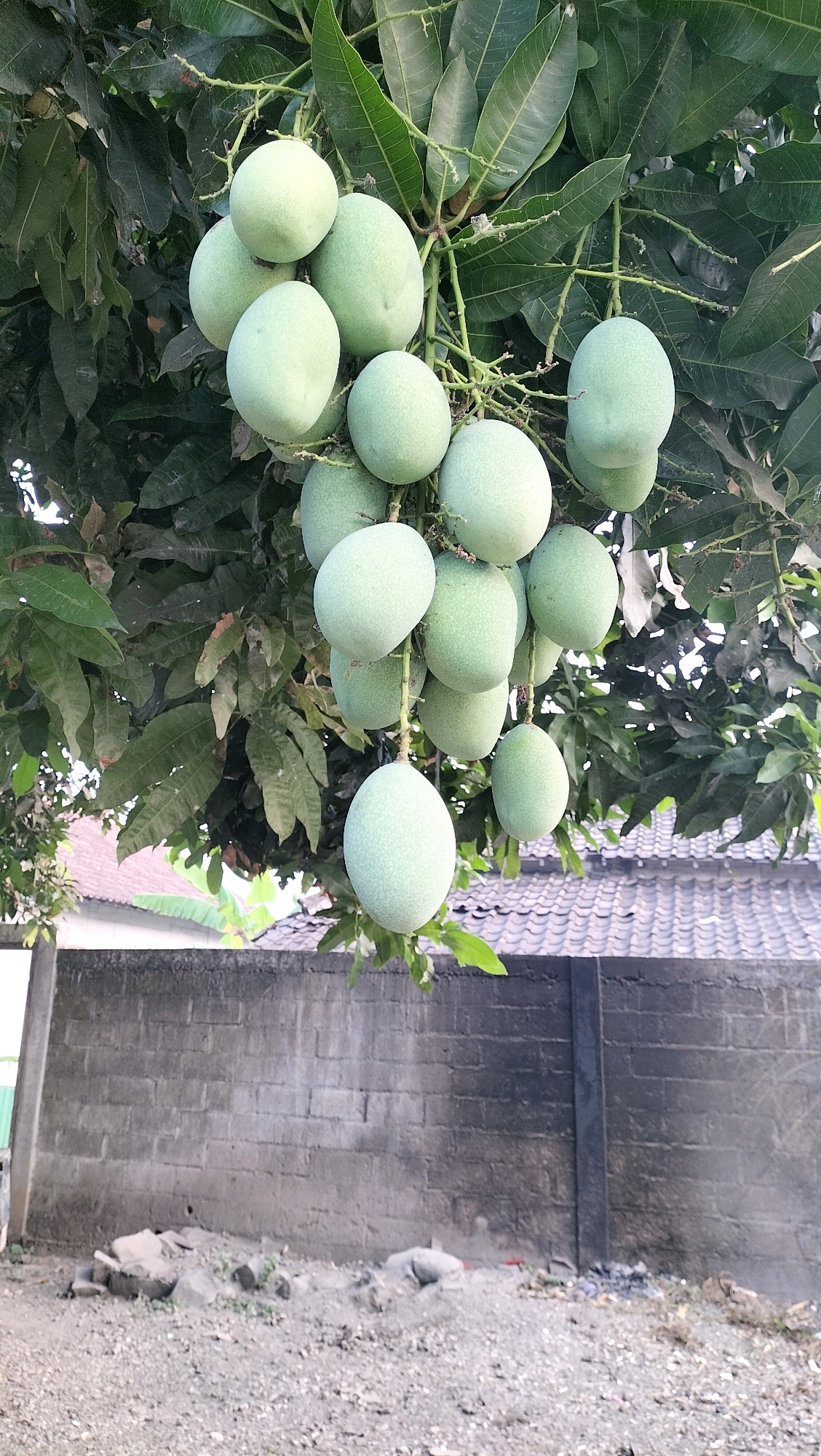 A cluster of unripe green mangoes hangs from a tree, their smooth skins catching the light. The mangoes are plump and oval-shaped, some still connected to thin, woody stems, while others are more loosely attached. Dark green leaves, some showing signs of age with slight wilting or discoloration, form a dense canopy around the fruit.
Beneath the tree, a weathered brick wall runs horizontally across the frame. The bricks are rough and varied in color, ranging from light gray to darker, almost black, patches, suggesting exposure to the elements. The wall is topped with a dark border. In front of the wall, the ground is covered in coarse gravel and small stones, with a few sparse patches of dry grass and some debris.
In the background, the tiled roof of a building is visible, with the tiles arranged in a regular pattern. The overall setting appears to be a residential area in Subah, Indonesia, given the architectural style of the roof and the construction of the wall. There are no people visible in the image. The lighting suggests it is daytime, likely with overcast or diffused sunlight, as there are no harsh shadows. The image is shot from a slightly low angle, looking up at the mangoes.