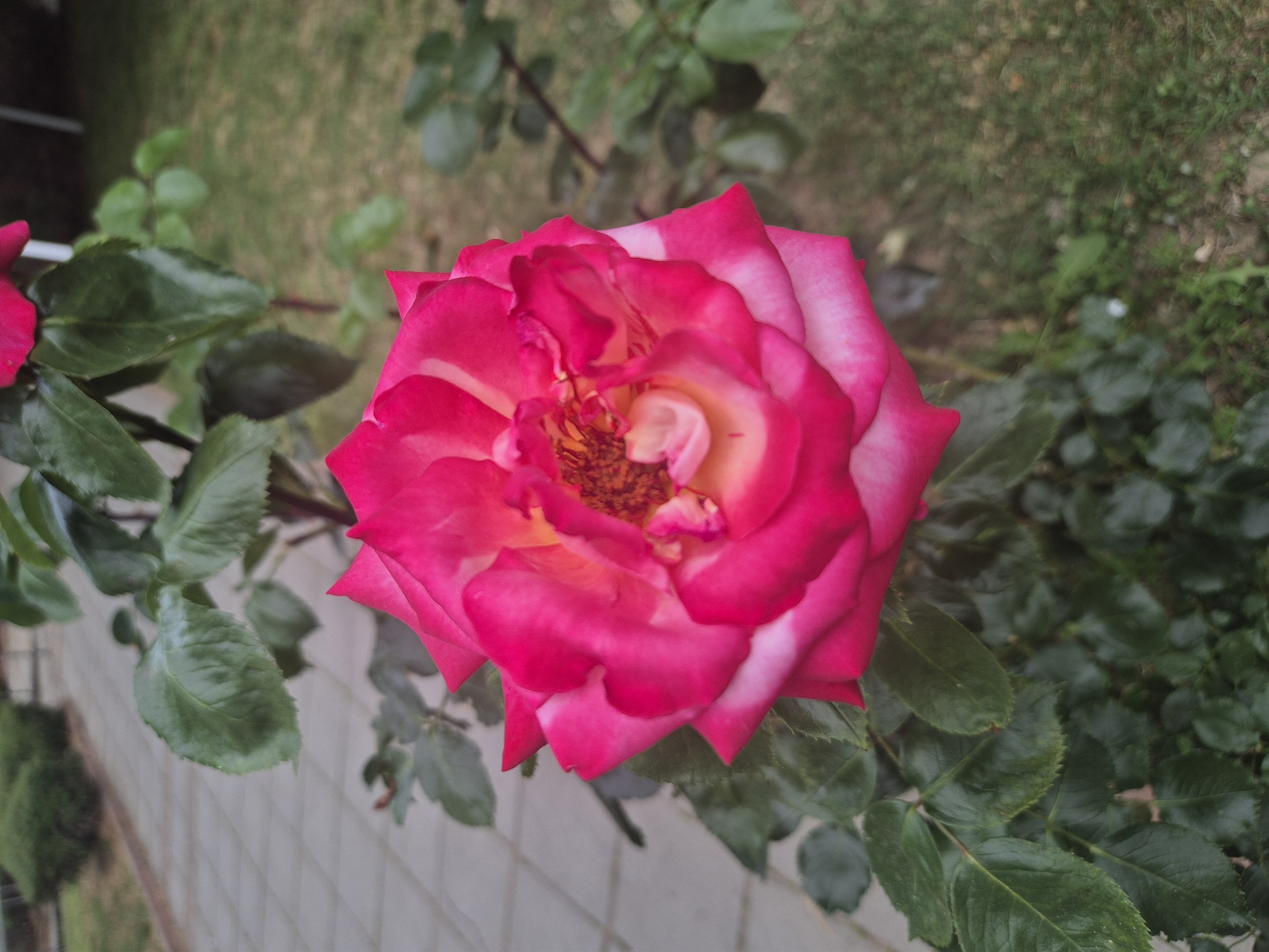 The image shows a close-up of a pink rose with white edges in a garden setting. The rose is in full bloom, displaying its layered petals. The background consists of green foliage and a brick pathway. The photo appears to be taken outdoors in natural light. The specific location in Blagoevgrad, Bulgaria is not discernible from the image.